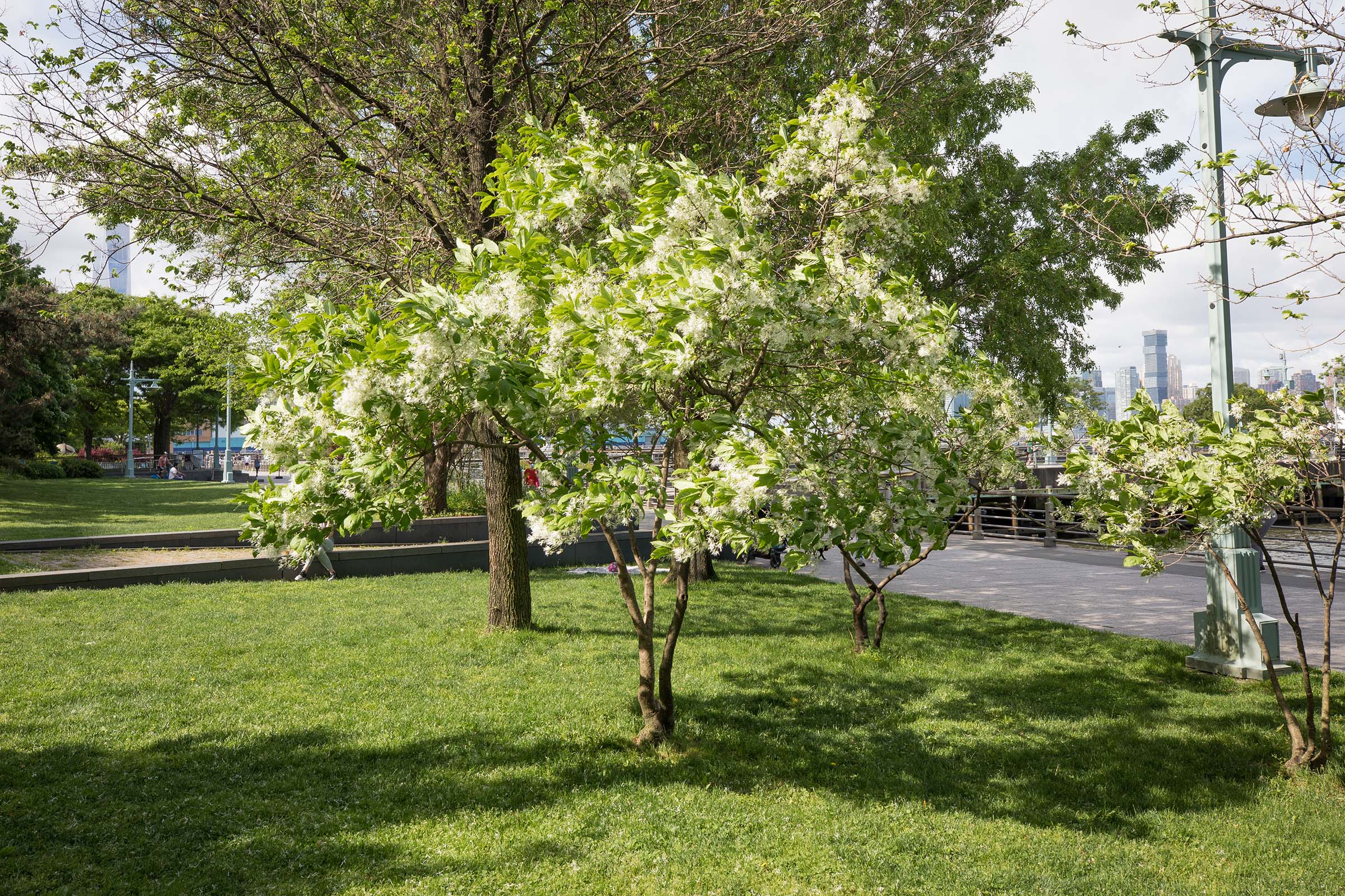The fringe tree from afar resembles a bush, but closer it gets taller than a bush