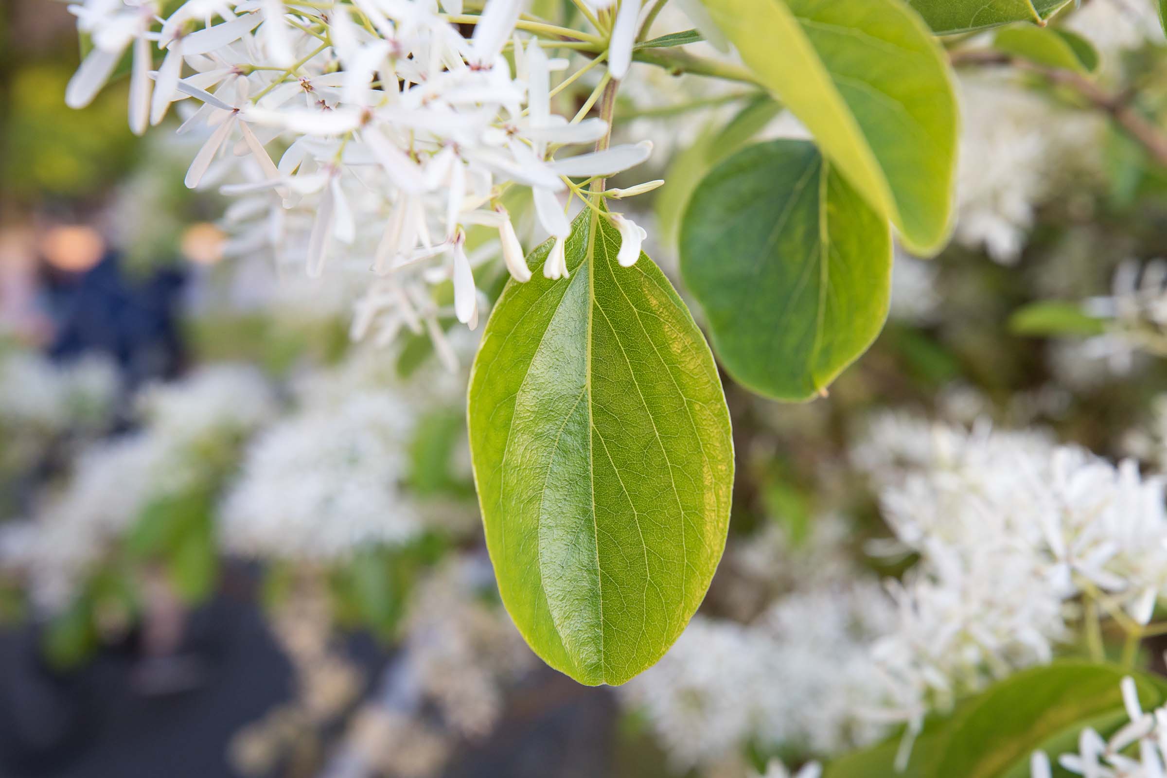 A close up on the greenleaves of the fringe trees