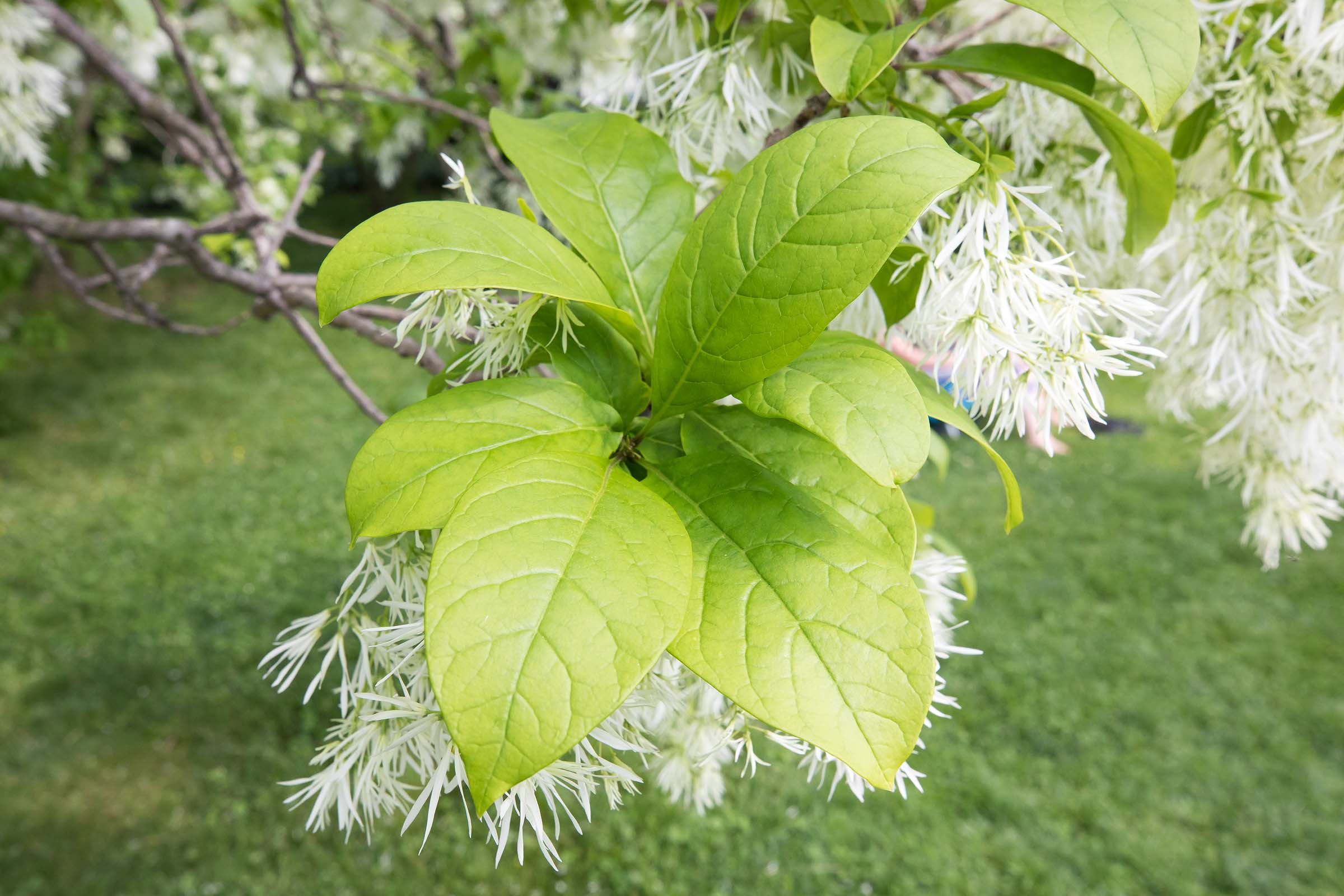 The green leaves on the fringe trees are large and spade shaped