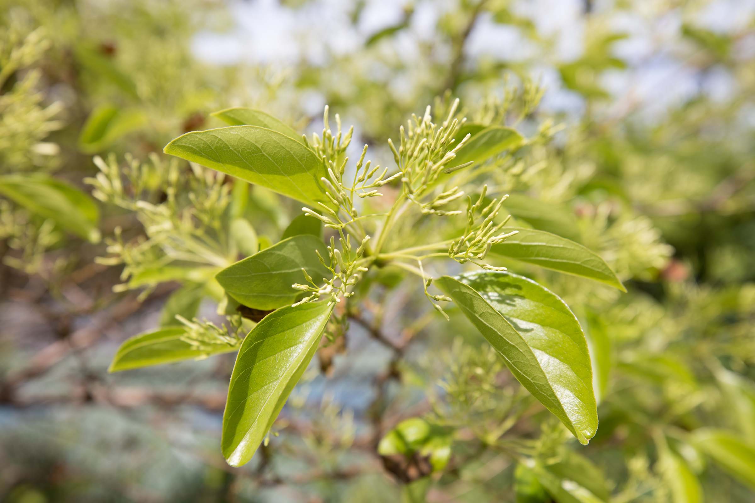 The leaves of the fringe trees are green and shiny