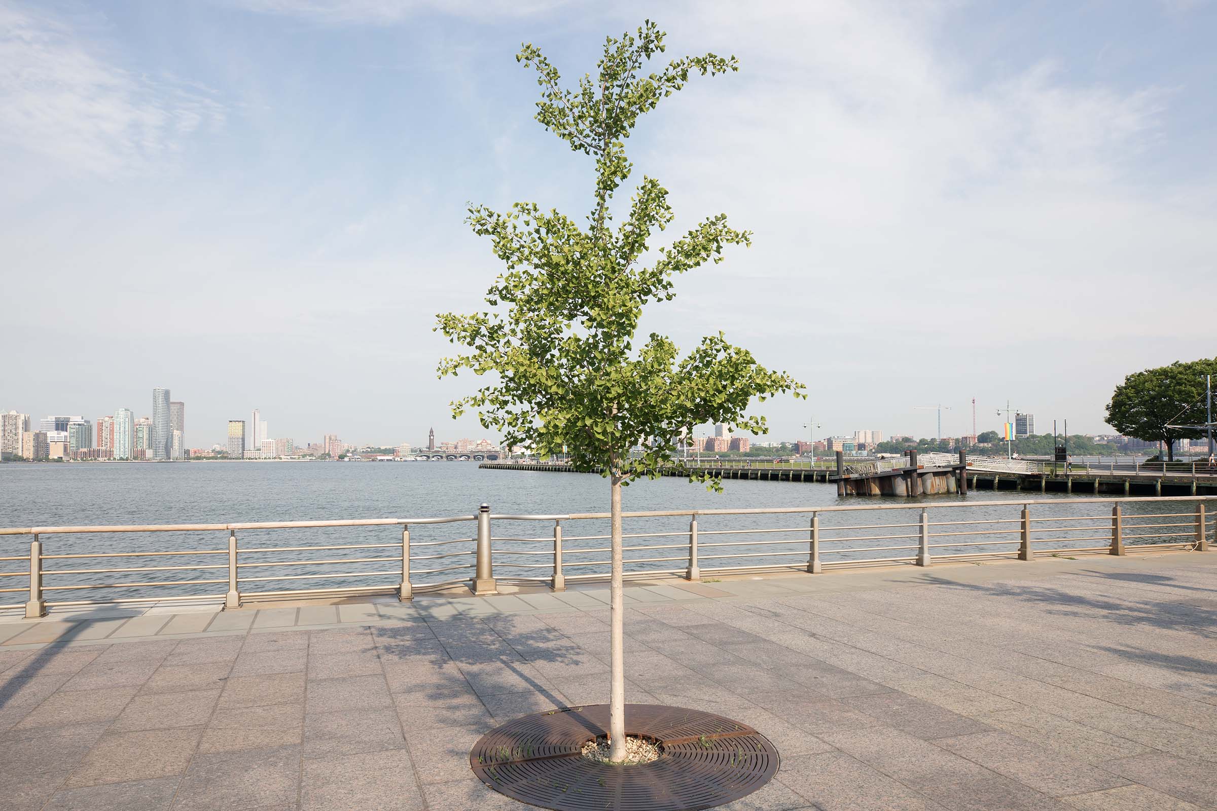 The Maidenhare Trees, also known as Ginkgo biloba are a smallish tree with fan shaped green leaves