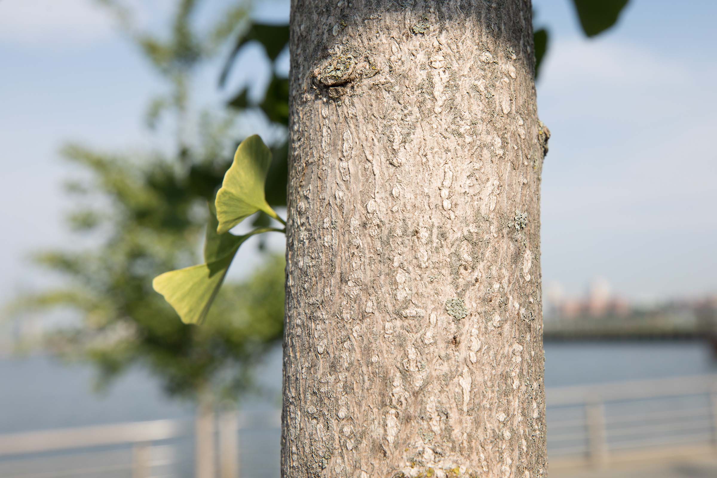 The thin trunk of the Maidenhair Tree is gray with nearly smooth features