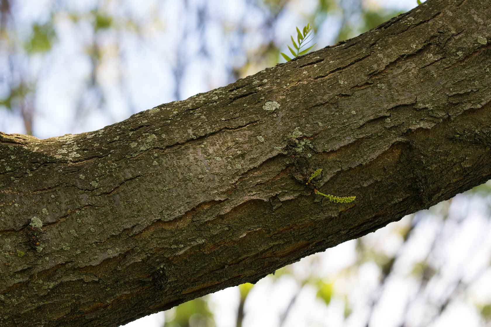 A branch on the honey locust tree