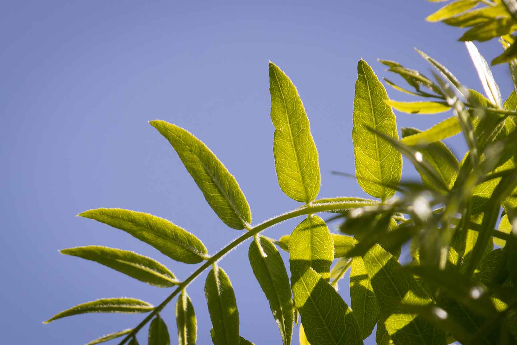 A closeup of the leaves on the honey locust trees in Hudson River Park