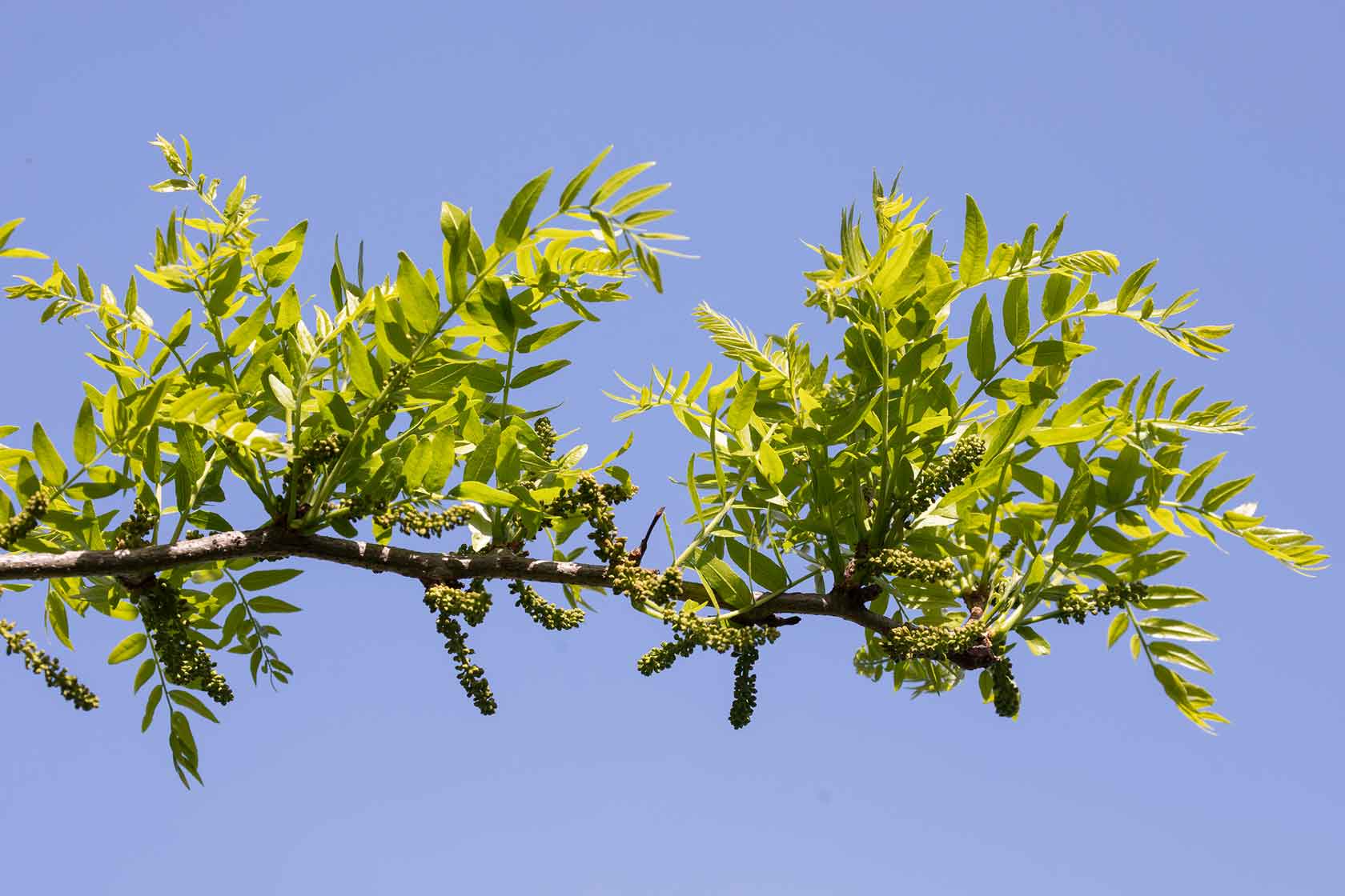 A branch of leaves on the honey locust trees