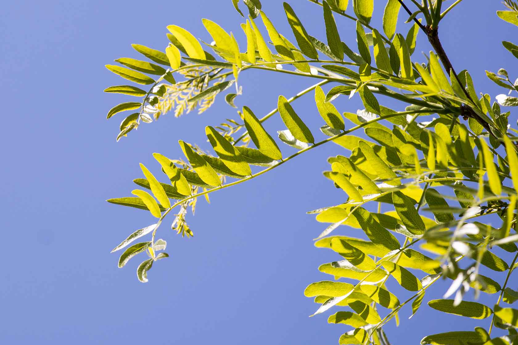 A closeup of the leaves on the honey locust trees in Hudson River Park