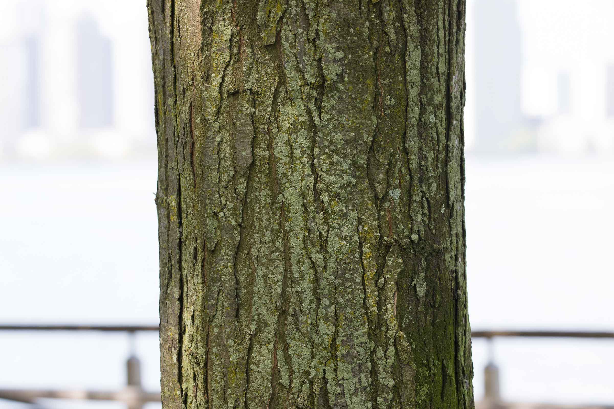 The mighty bark with notches on the trunk of the honey locust