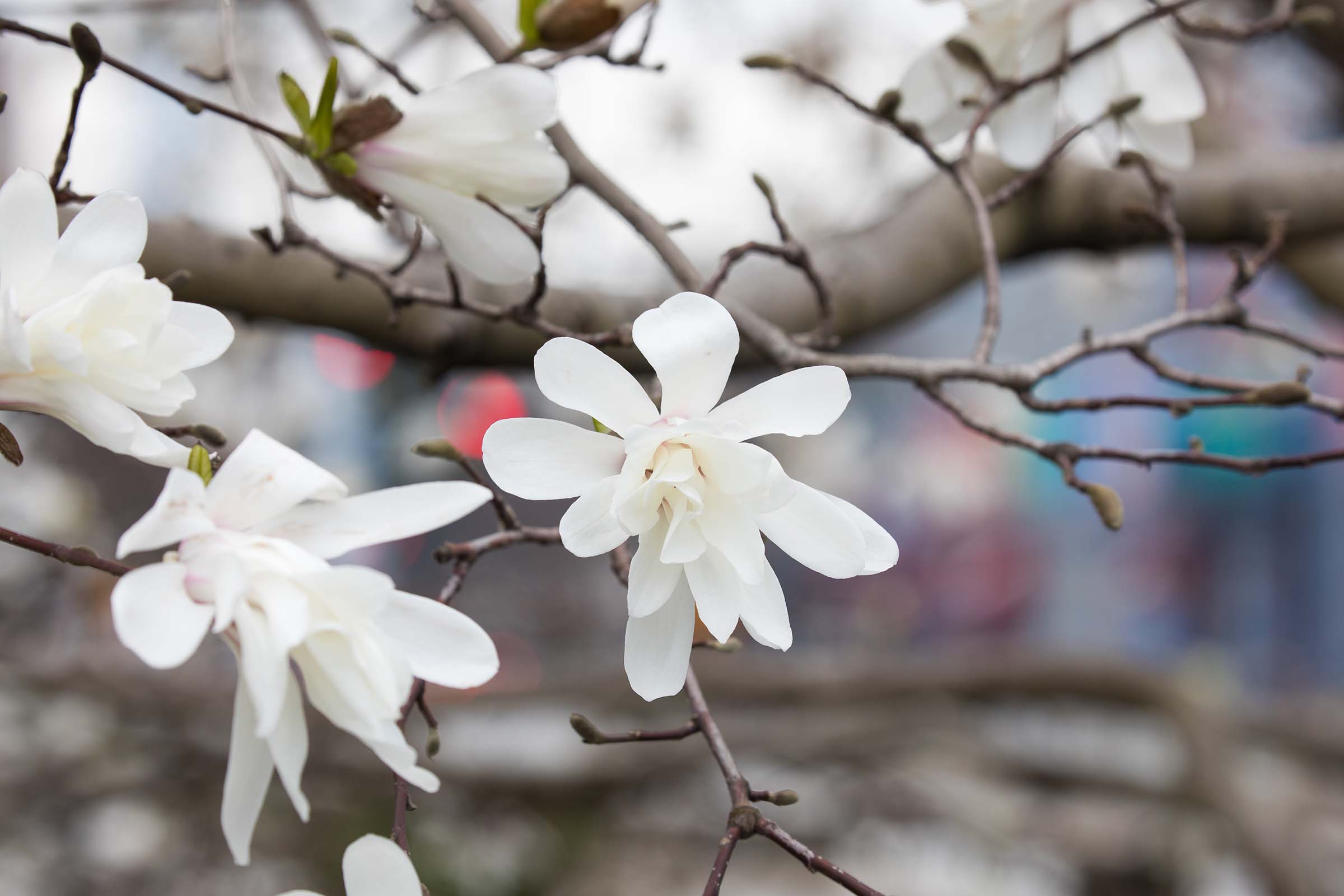 Some star magnolias have a spherical patter in the center before the petals stretch out