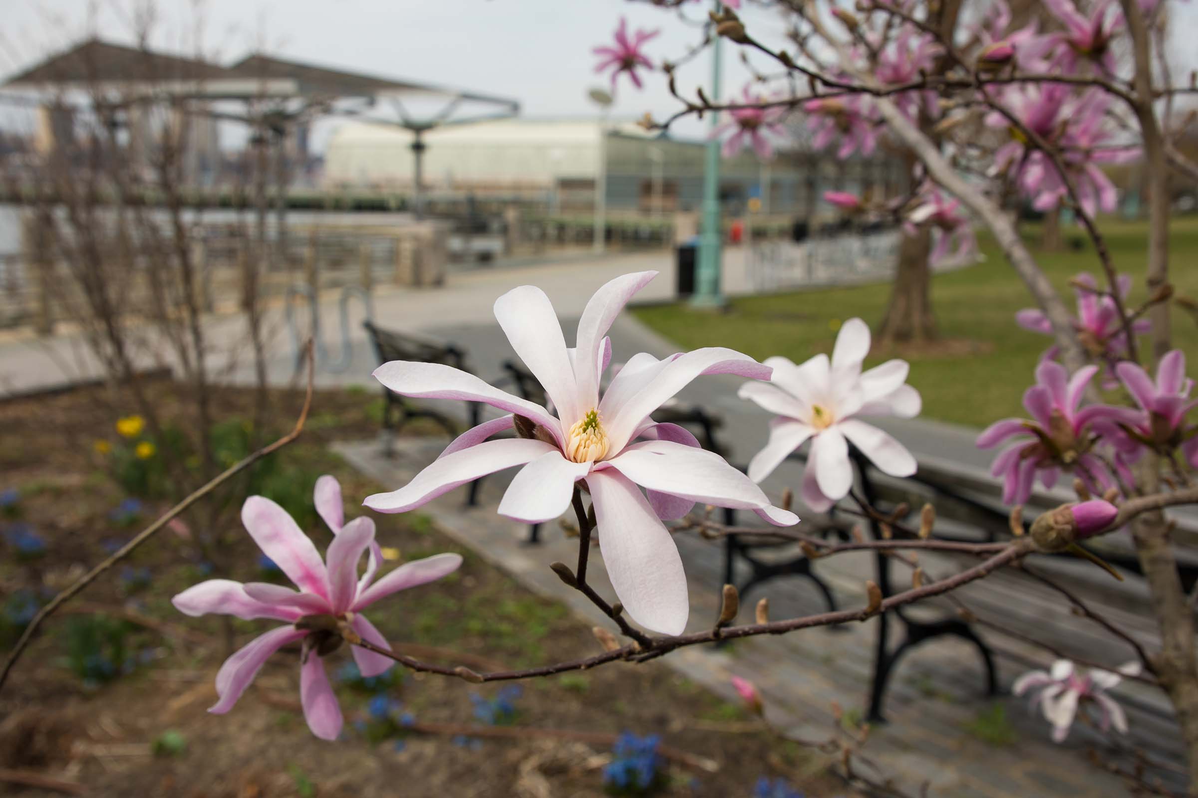 Star Magnolia flowers blooming in Clinton Cove near Pier 95