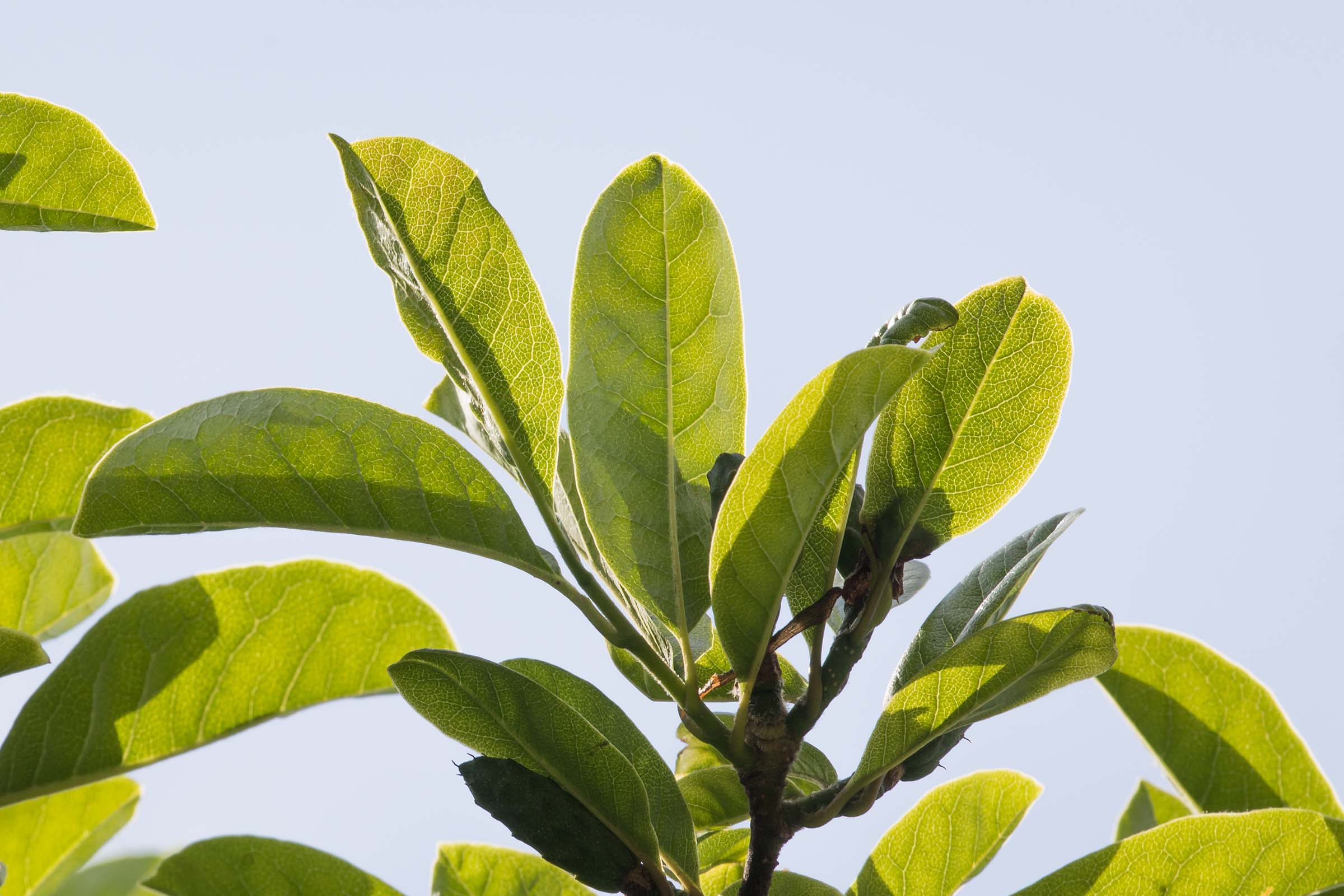 The leaves of the star magnolia trees are long and oval like with smooth edges and a pointed top
