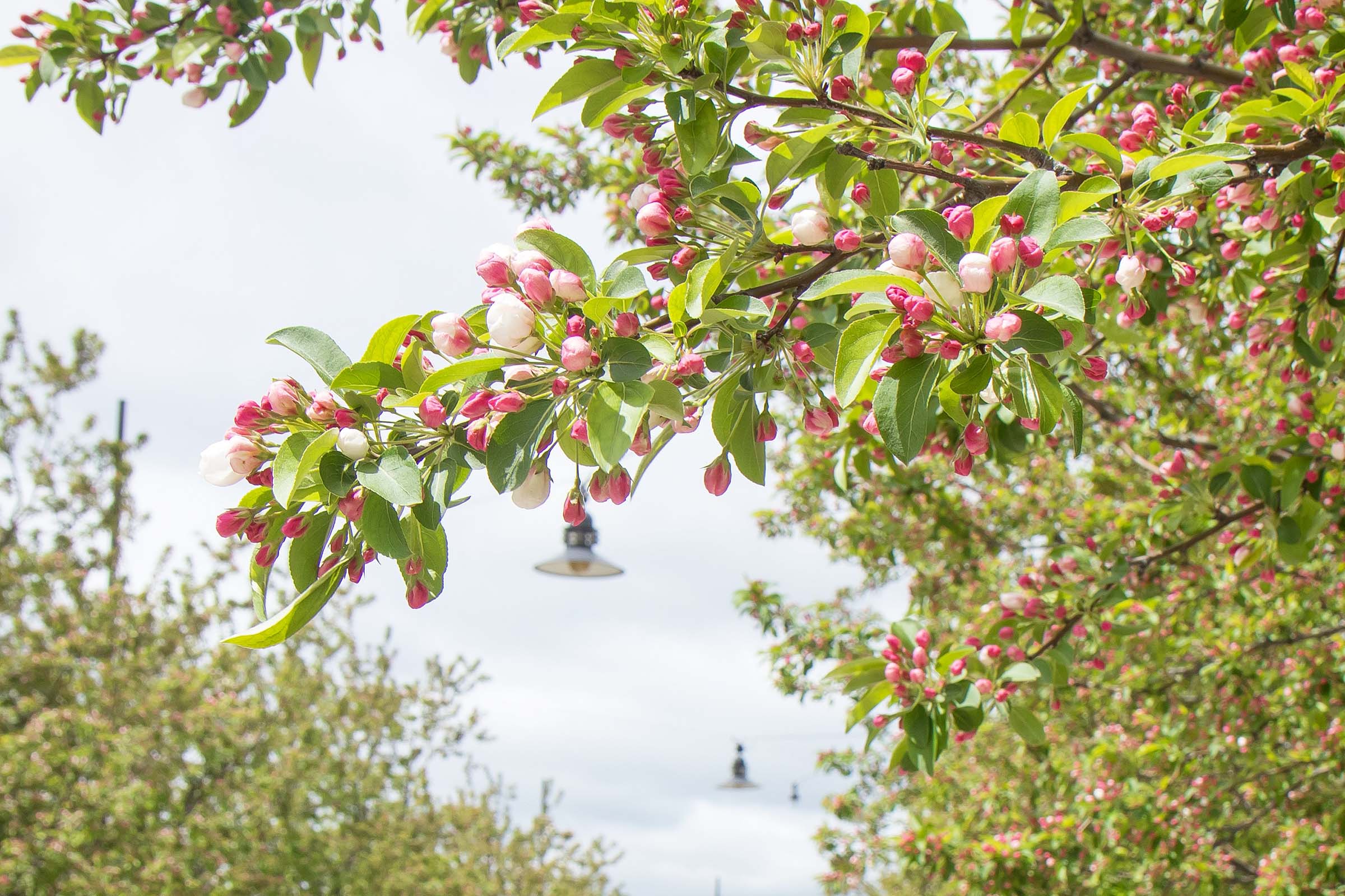 A shot of the crabapple trees before the pink buds on the blossoms open