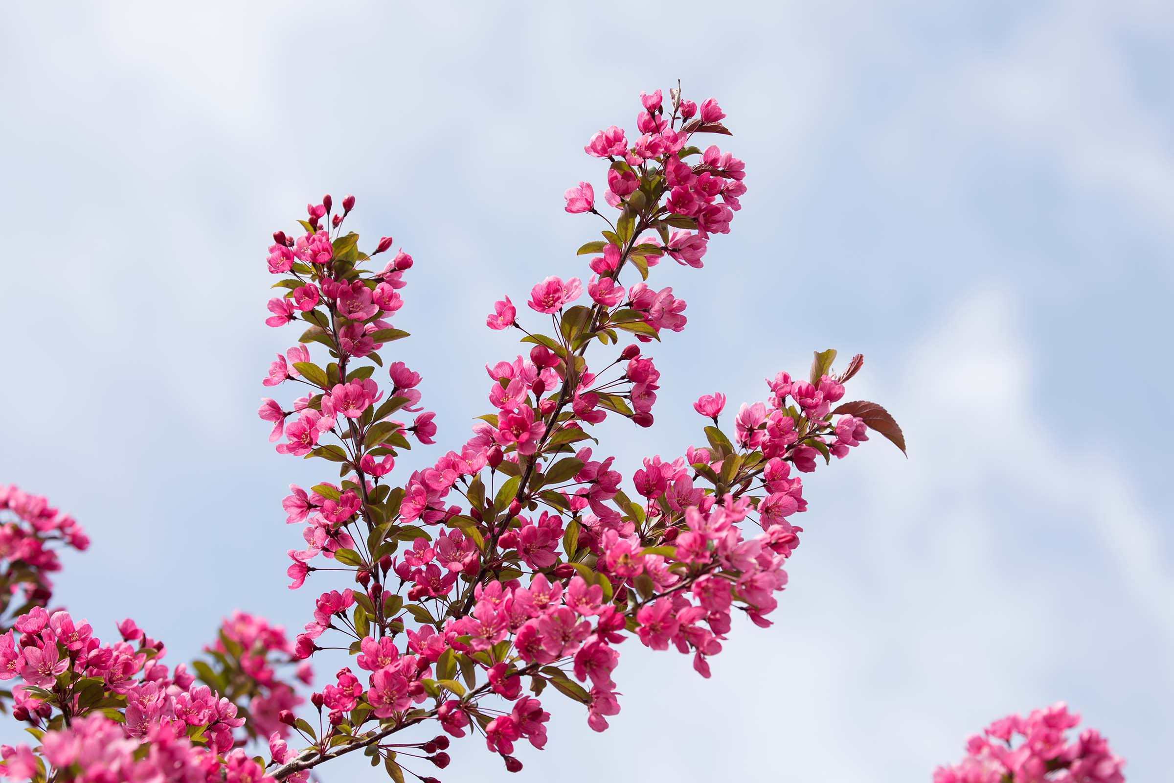 The pink blossoms of the crabapple trees cover the branches