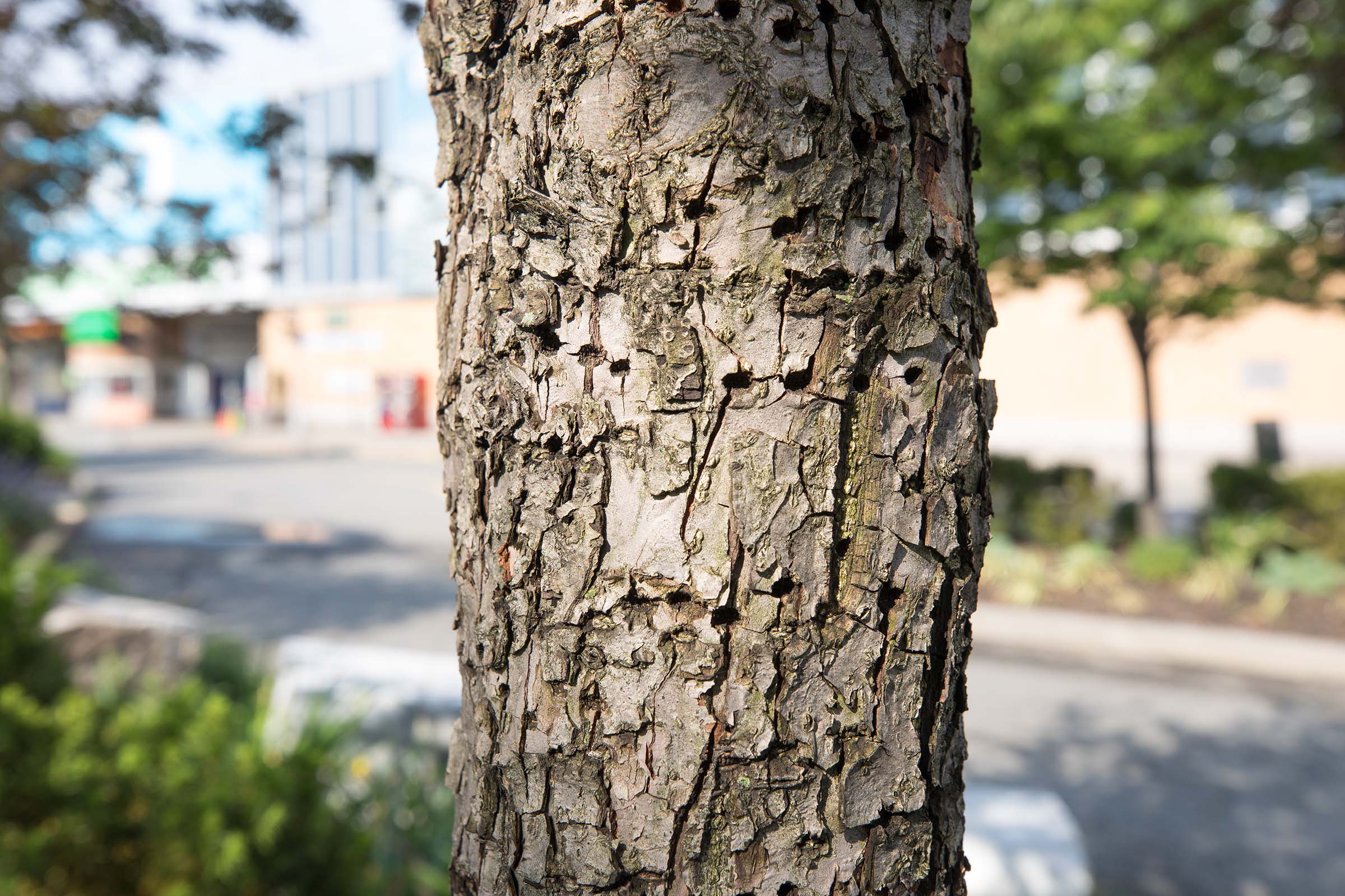 The trunk of the Crabapple trees are rough with many layers of white and grey tones