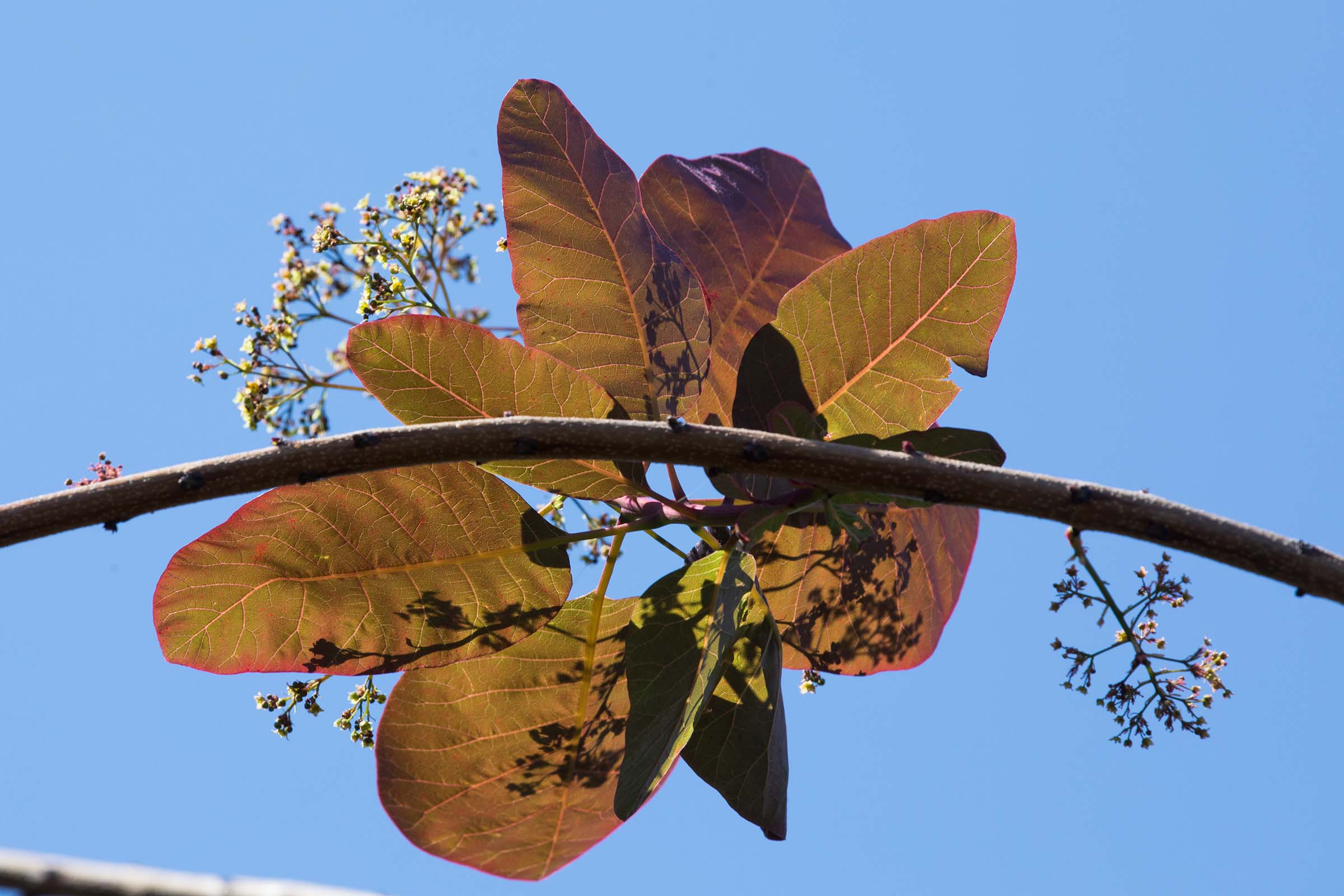 The smokewood leaves have little pink blossoms that are attached to the reddish green leaves