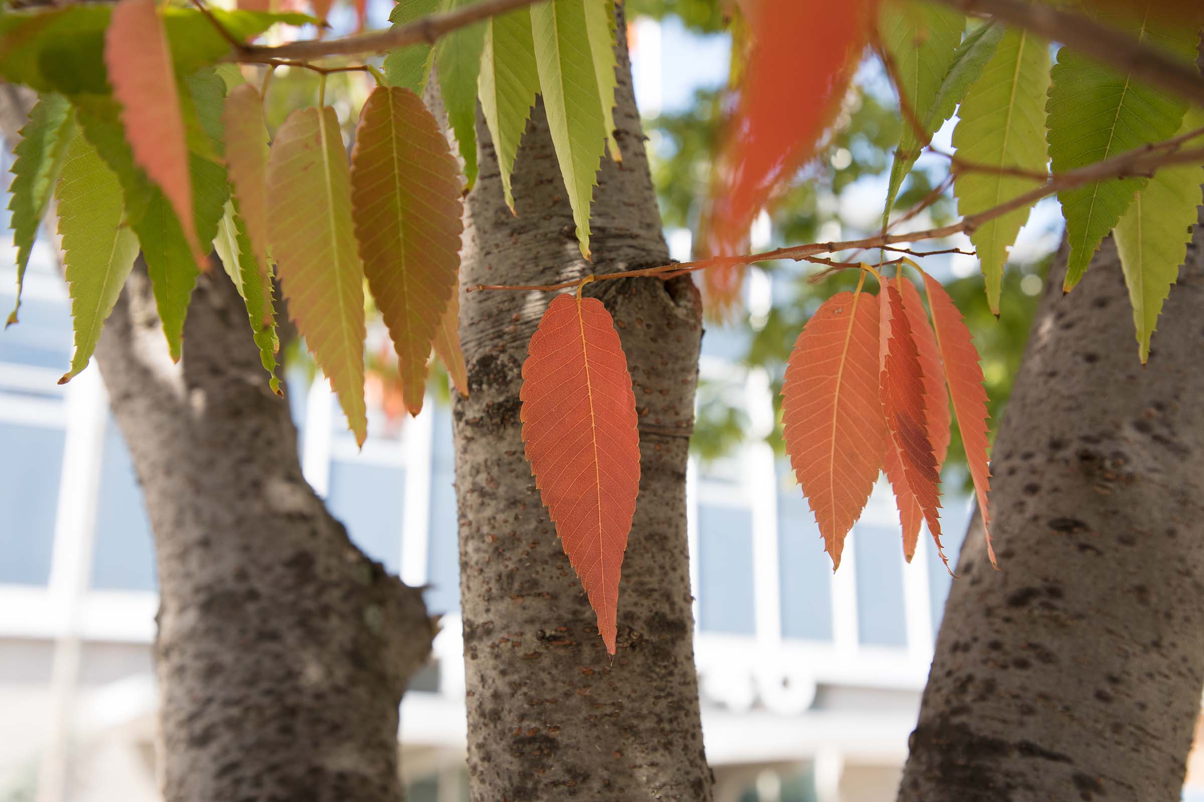 The Japanese Zelcova trees during the fall have a orange hue on the pointed leaves