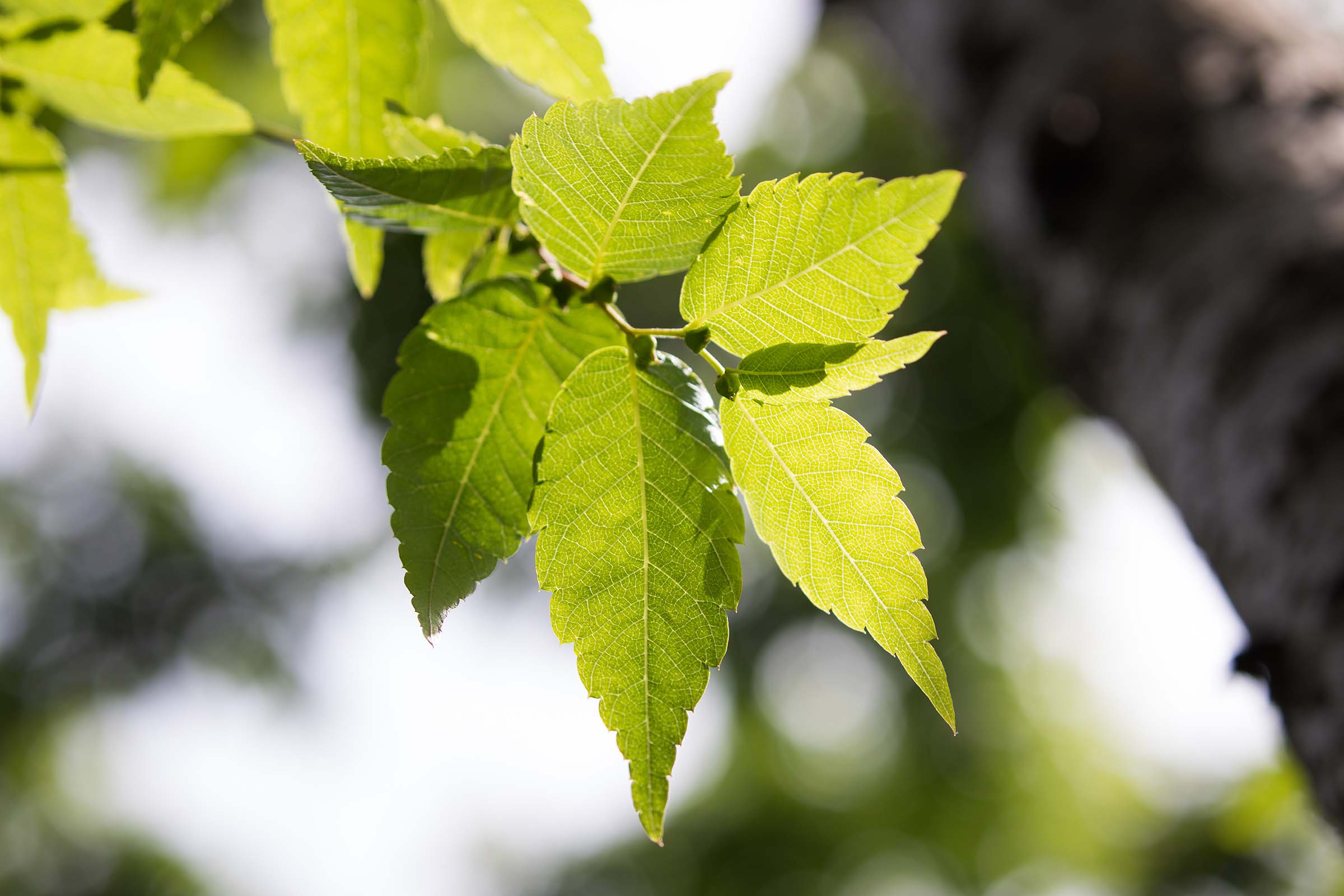 The green leaves on the Japanese Zelcova trees are pointed with jagged ridges around its sides