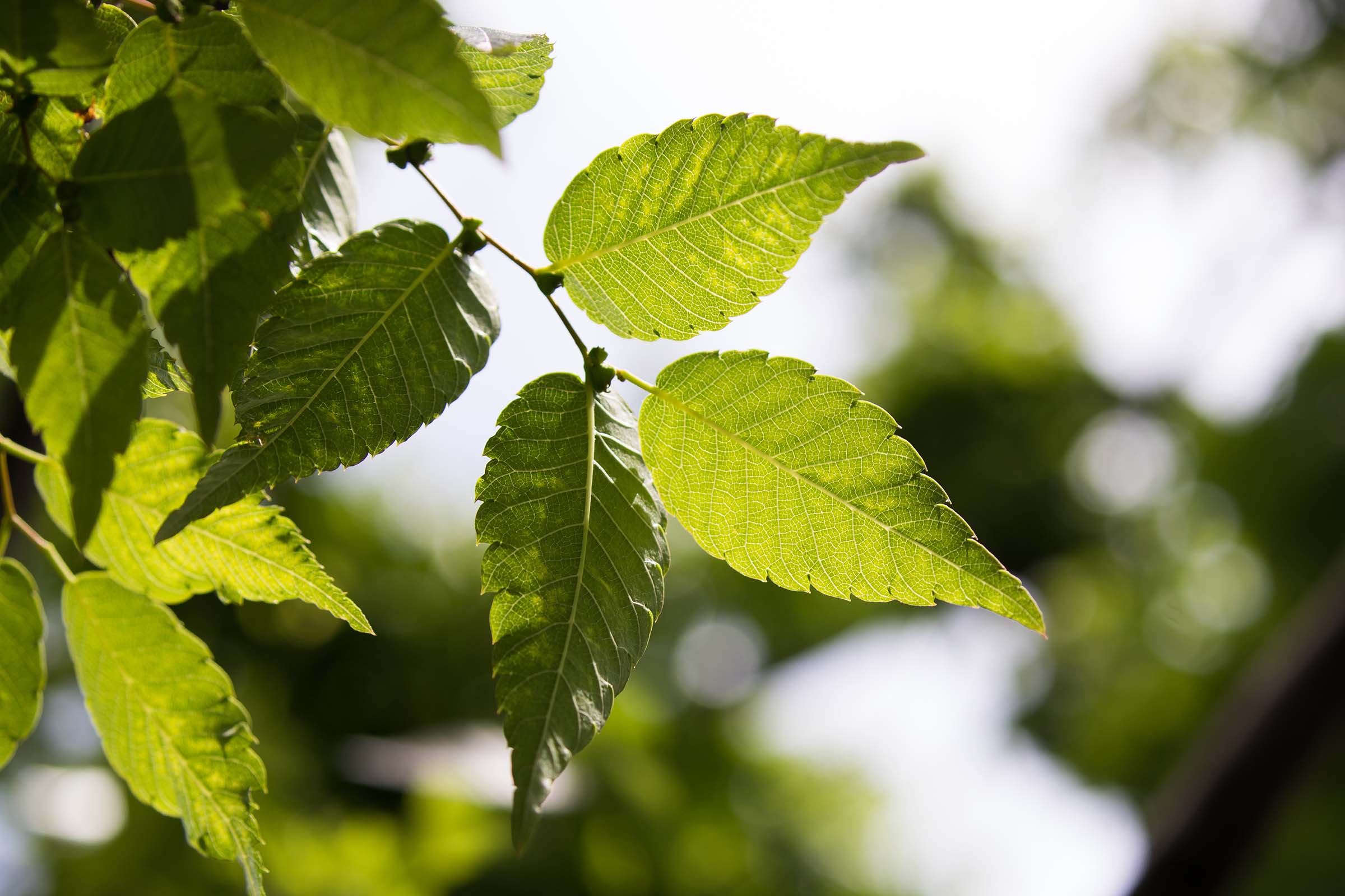 The wind blows the Japanese Zelcova tree leaves which are ridged and pointed