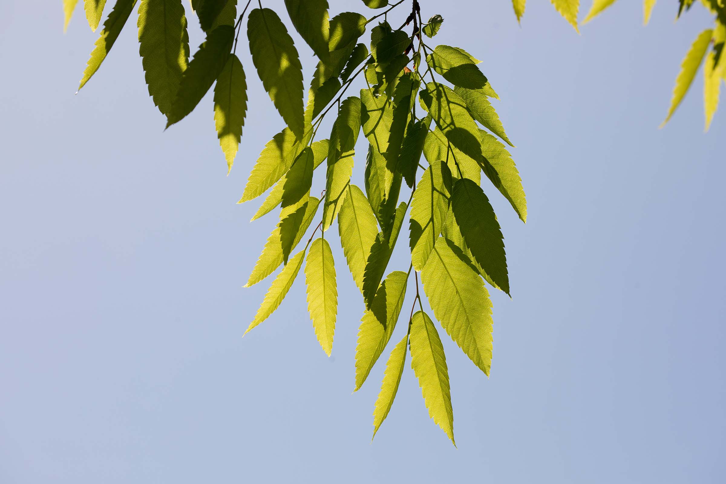 The green leaves of the Japanese Zelcova trees drape down when the wind stops