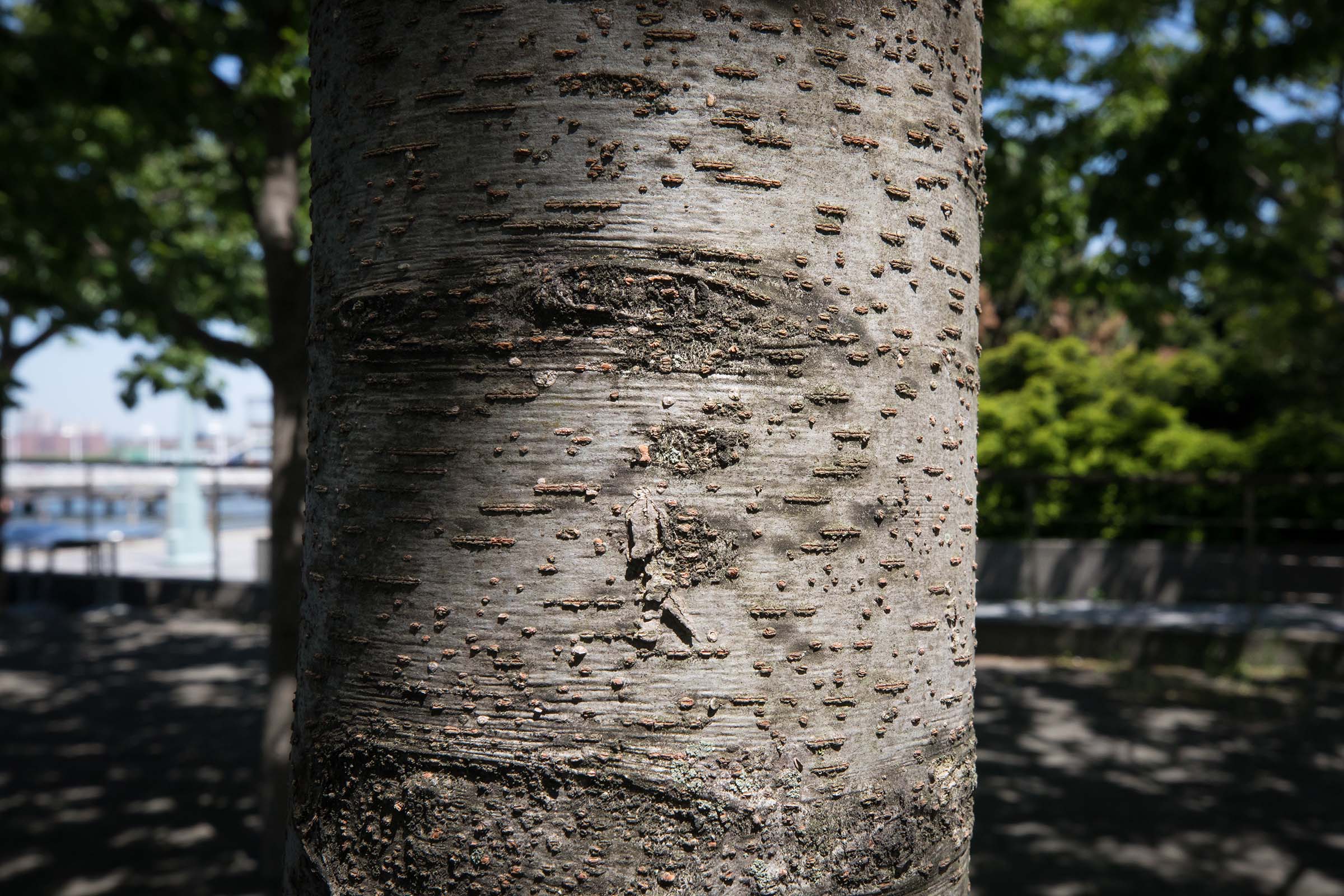 The bark on the trunk of the Japanese Zelcova trees are white and grey with spots