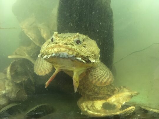 A brown oyster toadfish has a grumpy look to it as it stares at the Wetlab visitors at Hudson River Park