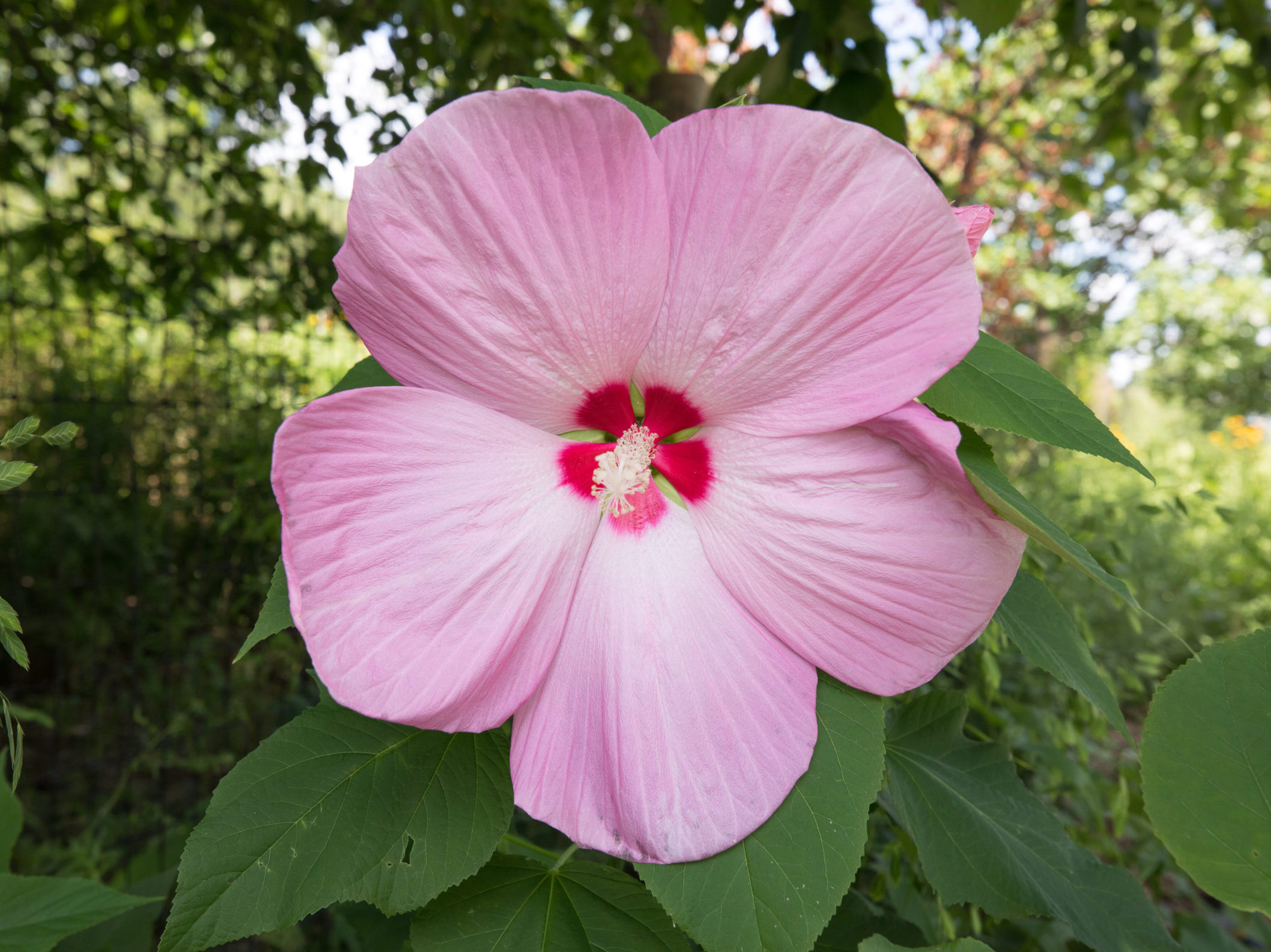 A large pink hibiscus flower with a dark pink center in the habitat garden