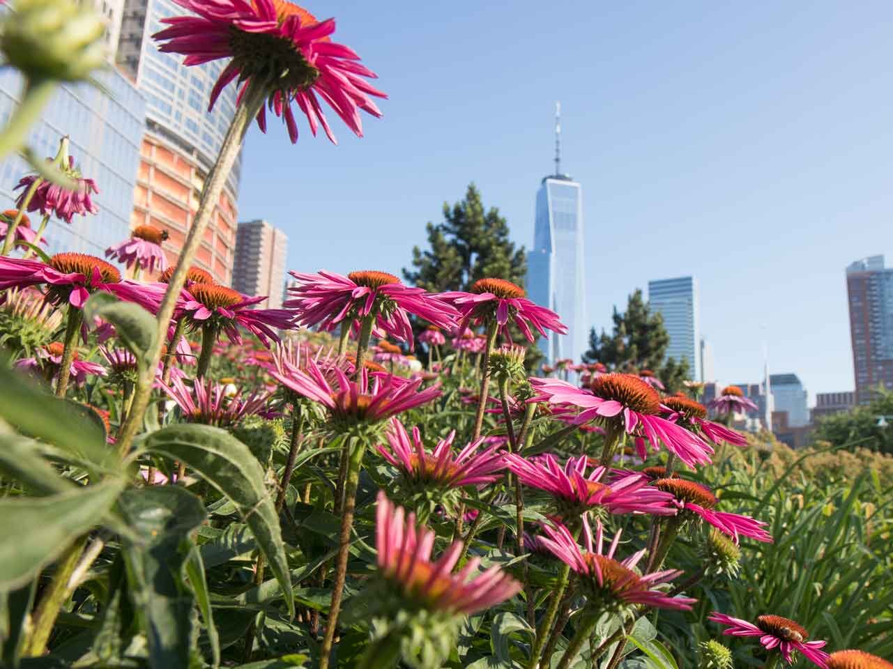 Purple and burnt orange coneflowers