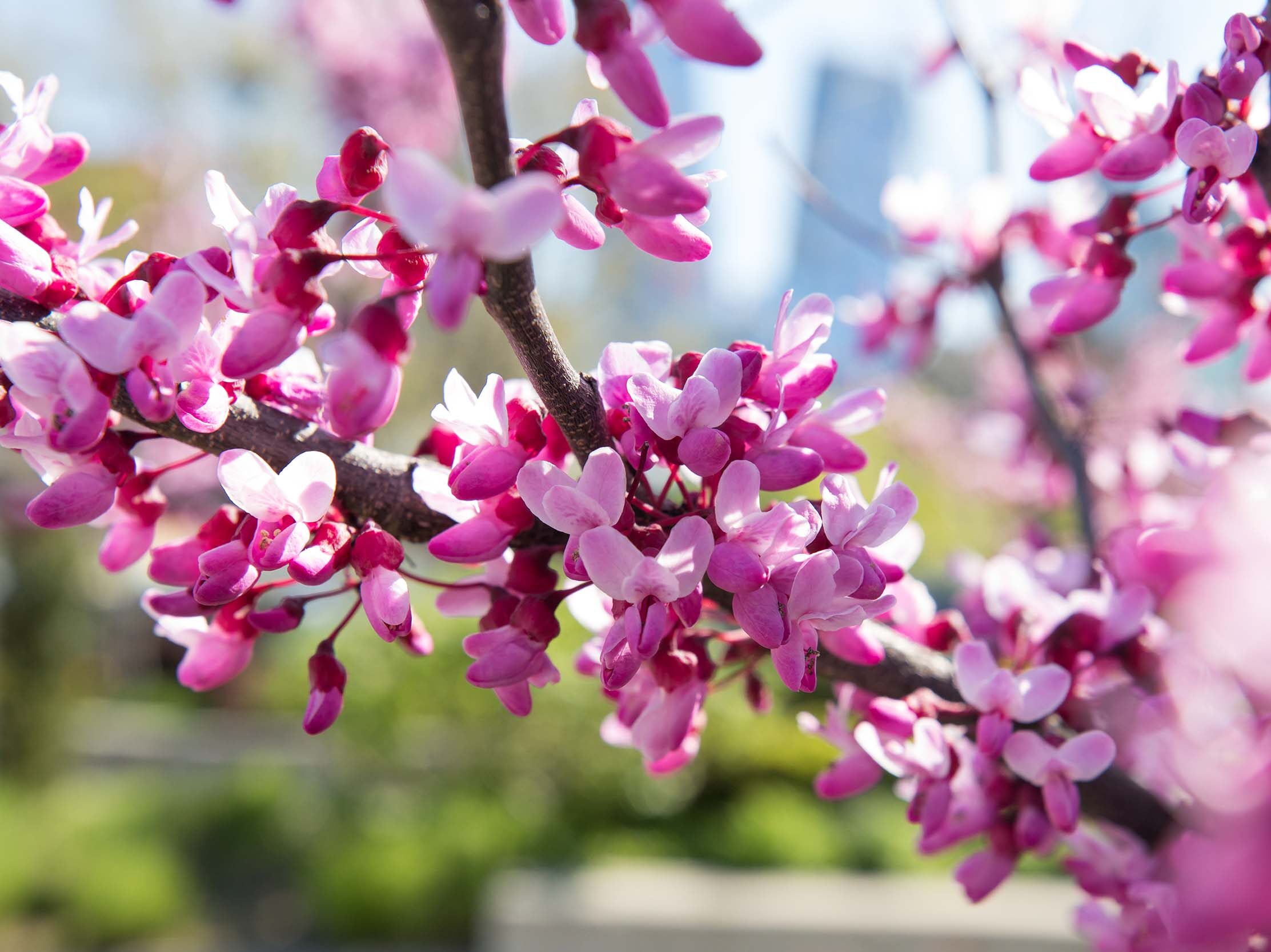 Red bud trees with pink flowers