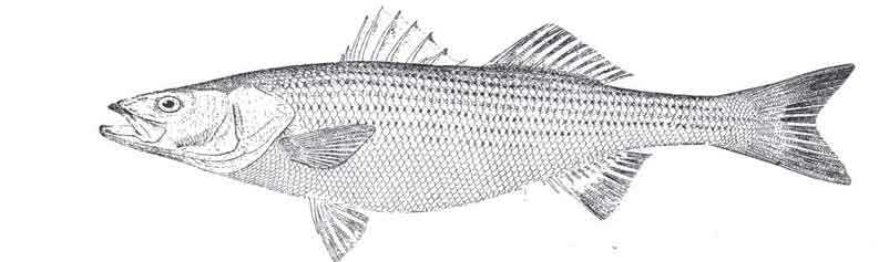 A drawing of a striped bass