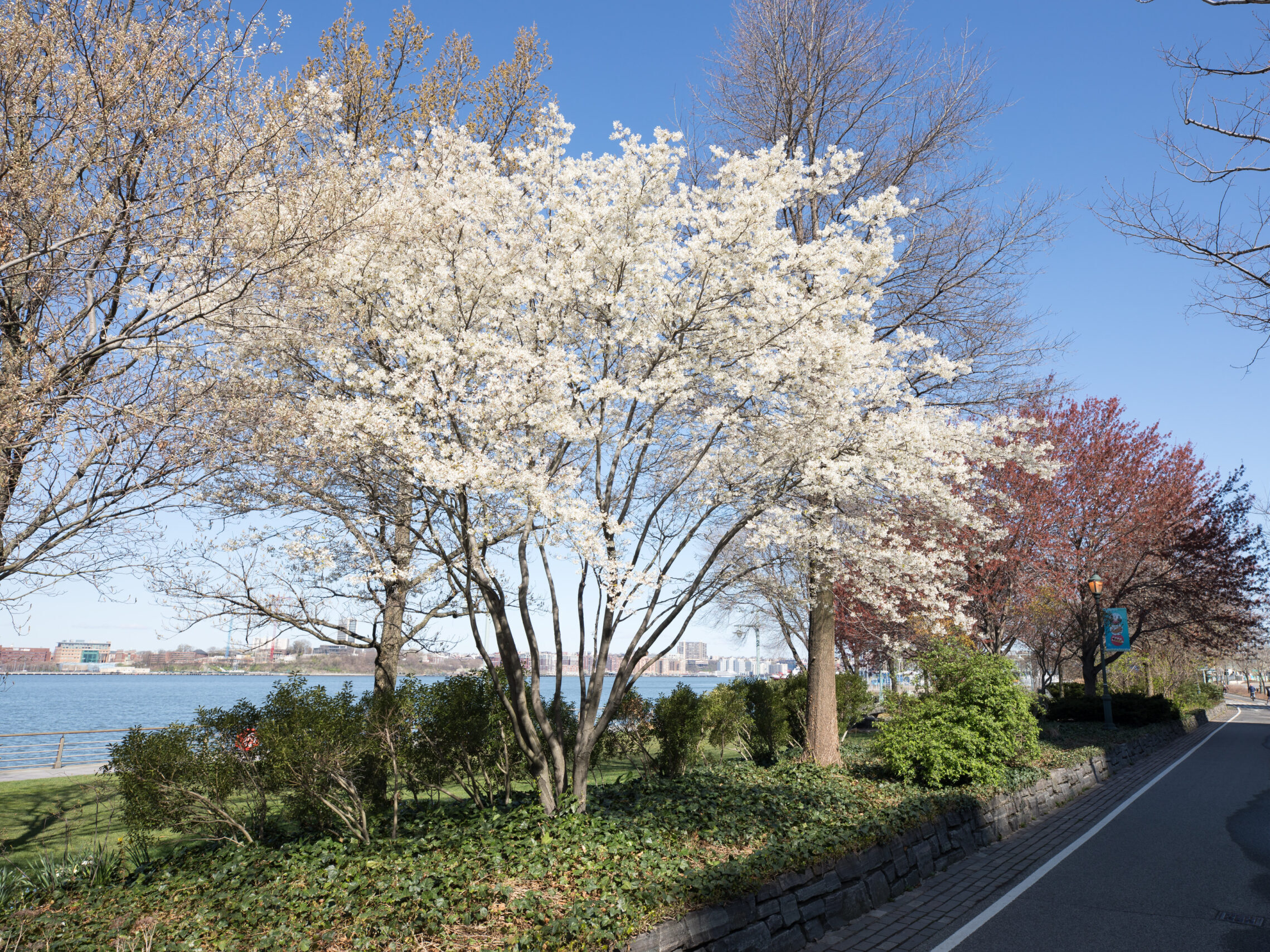 White serviceberry blossoms