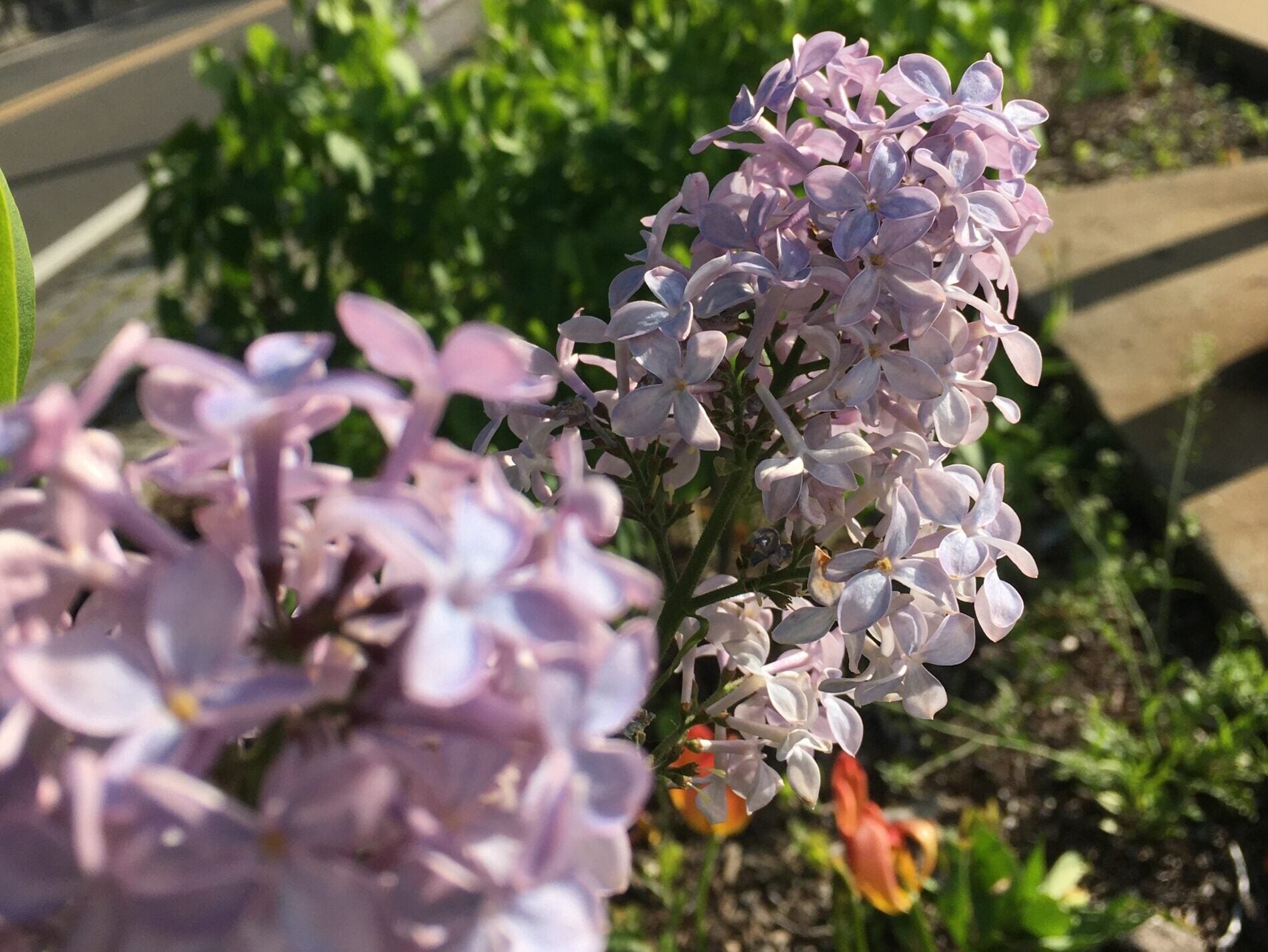 Purple hyacinths