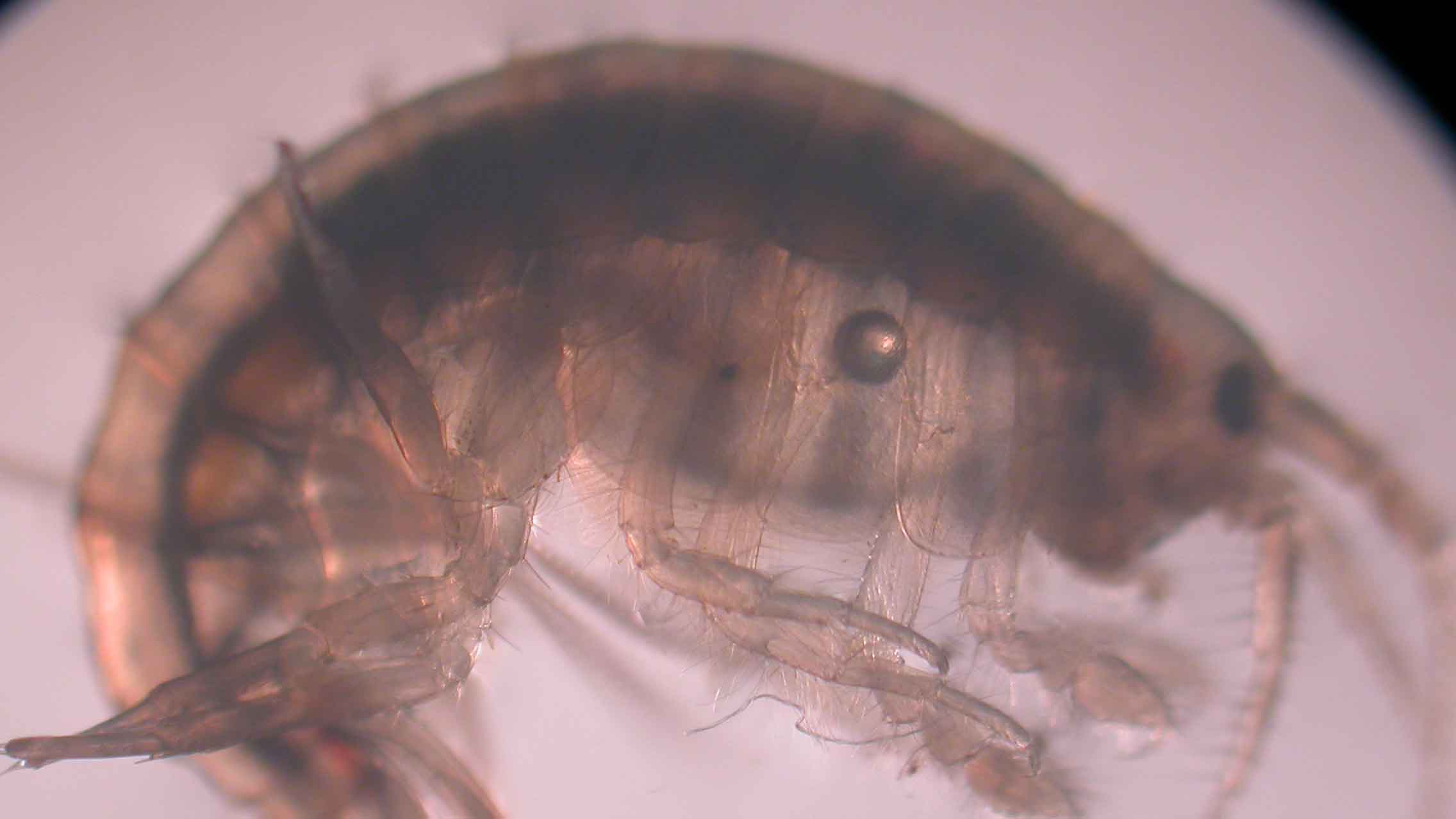 Microscopic Amphipod that looks like a shrimp