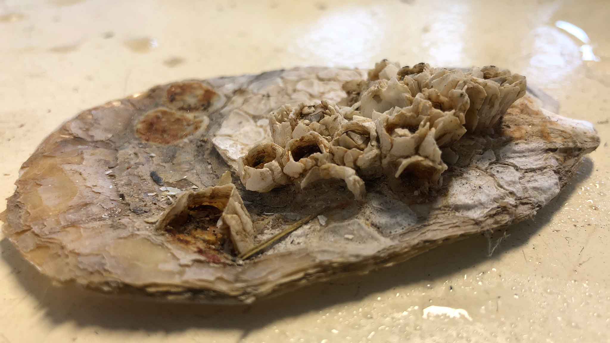Barnacles sitting on a plate