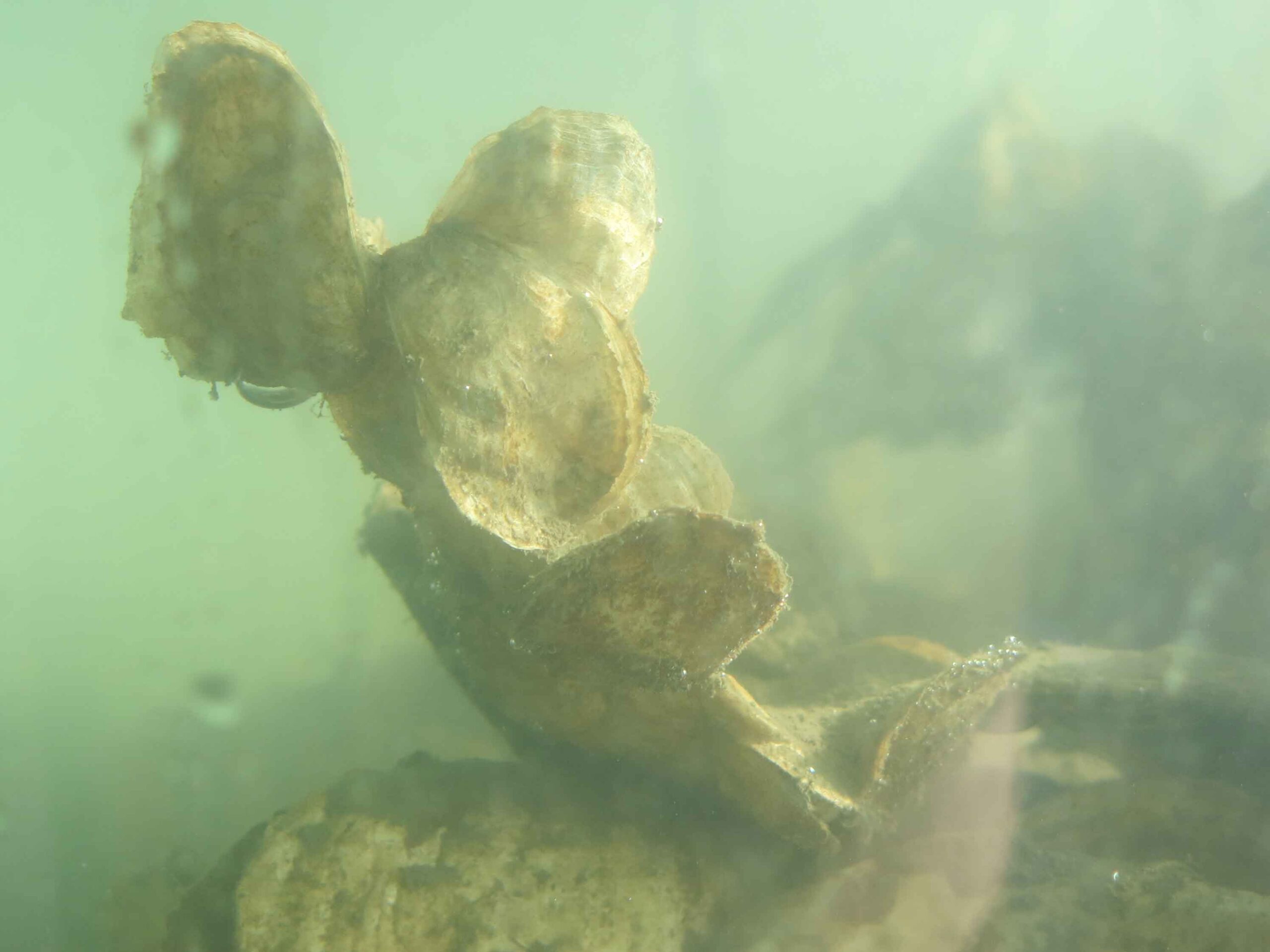 A group of Eastern Oysters on the floor of a tank