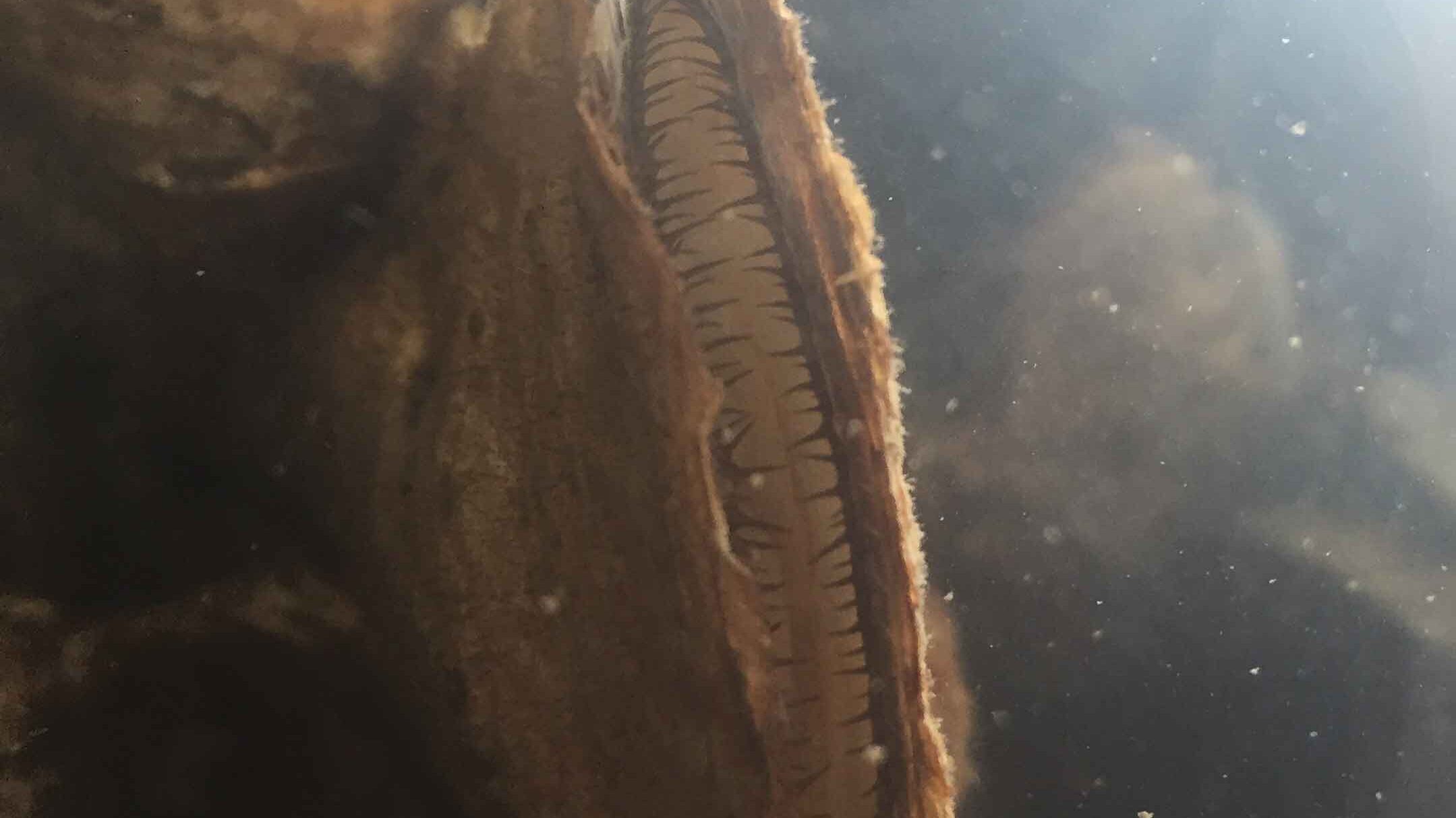 Brown eastern oyster looking up ready to eat