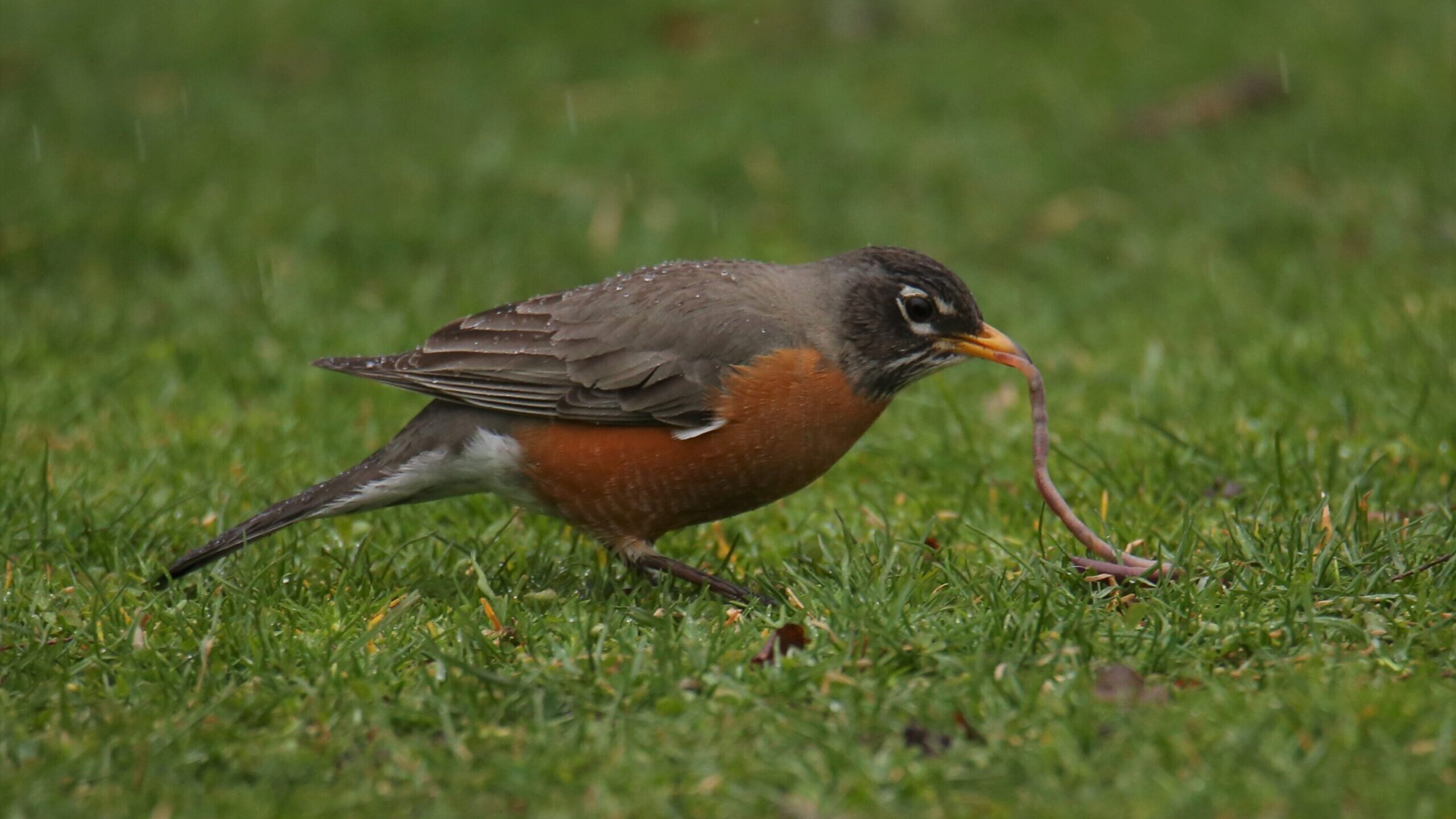 A red breasted robin pulls a worm from the ground