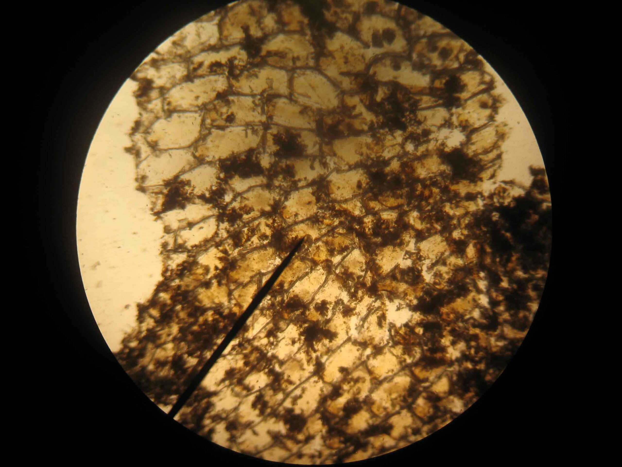 Microscopic organisms known as Lacy Crust Bryozoan