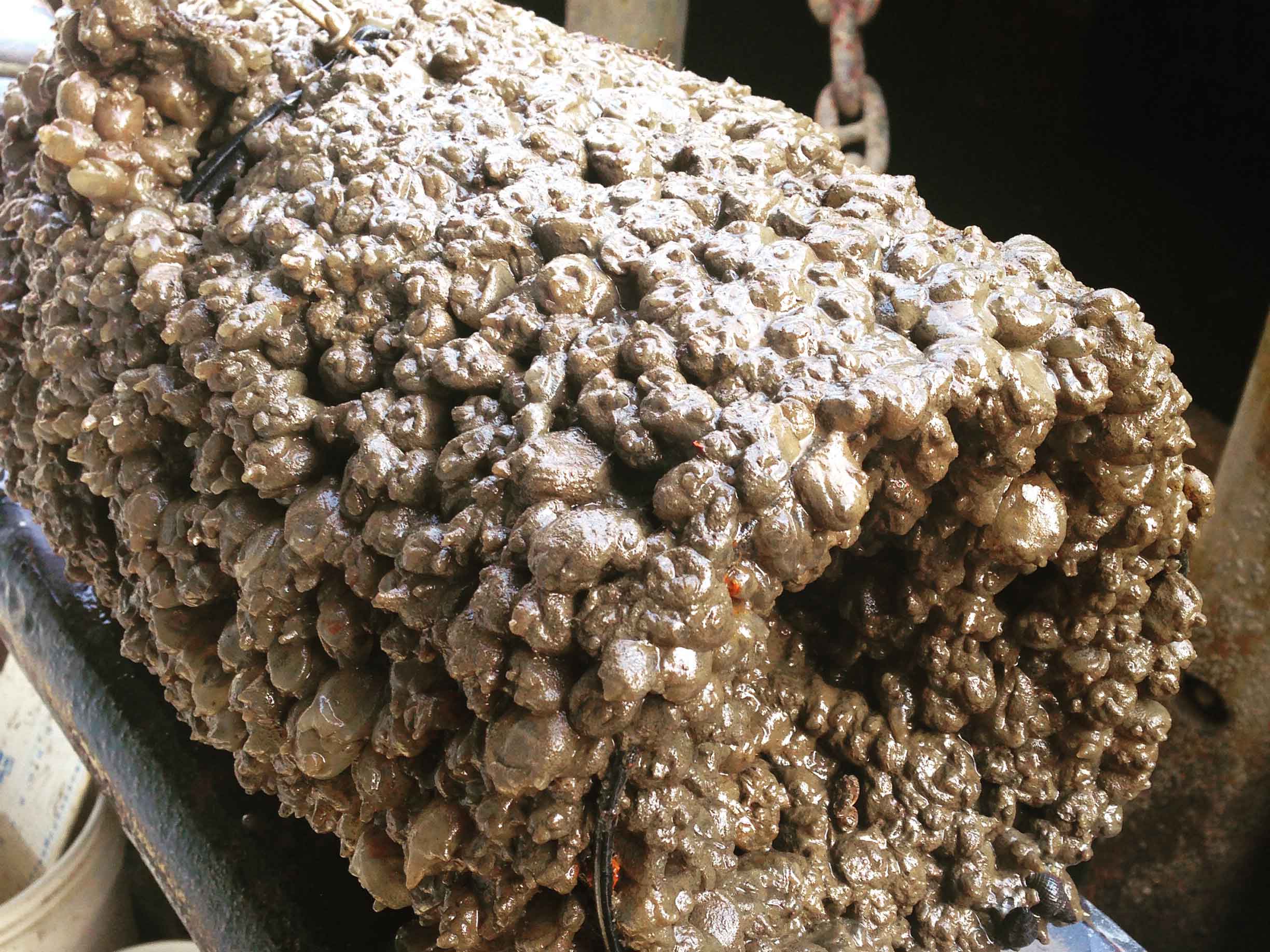 Small sea squirts that are tube like creatures with a large hole at the top