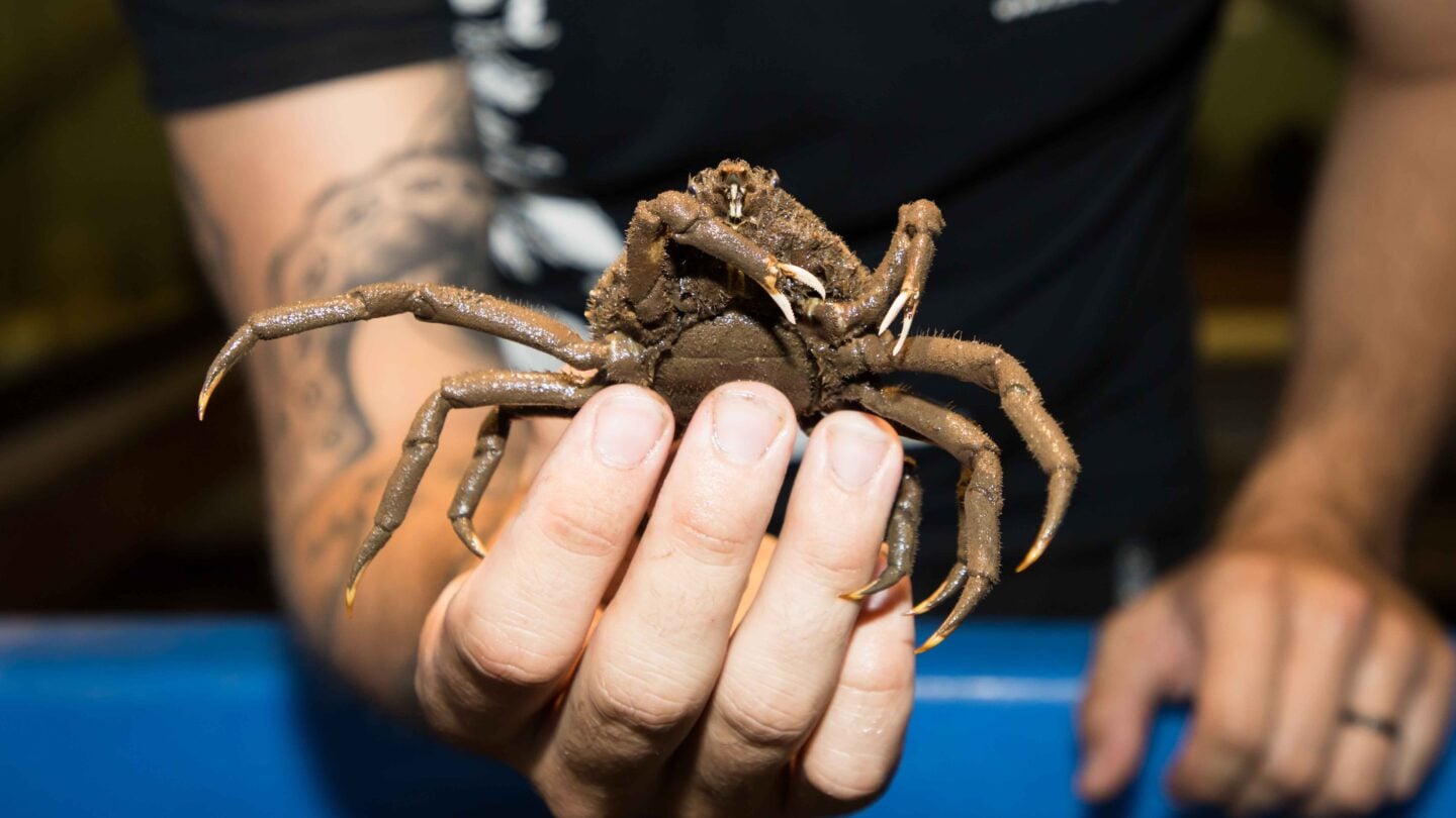 Spider crab in Wetlab