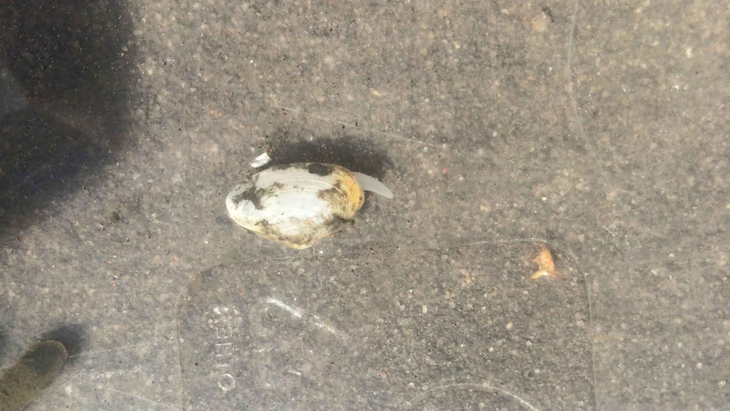 A small white oval shaped surf clam