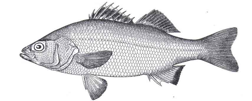 Drawing of a White Perch