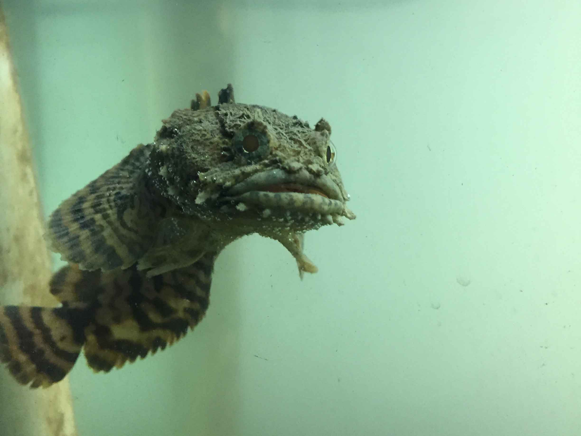 A baby oyster toadfish swimming towards the camera