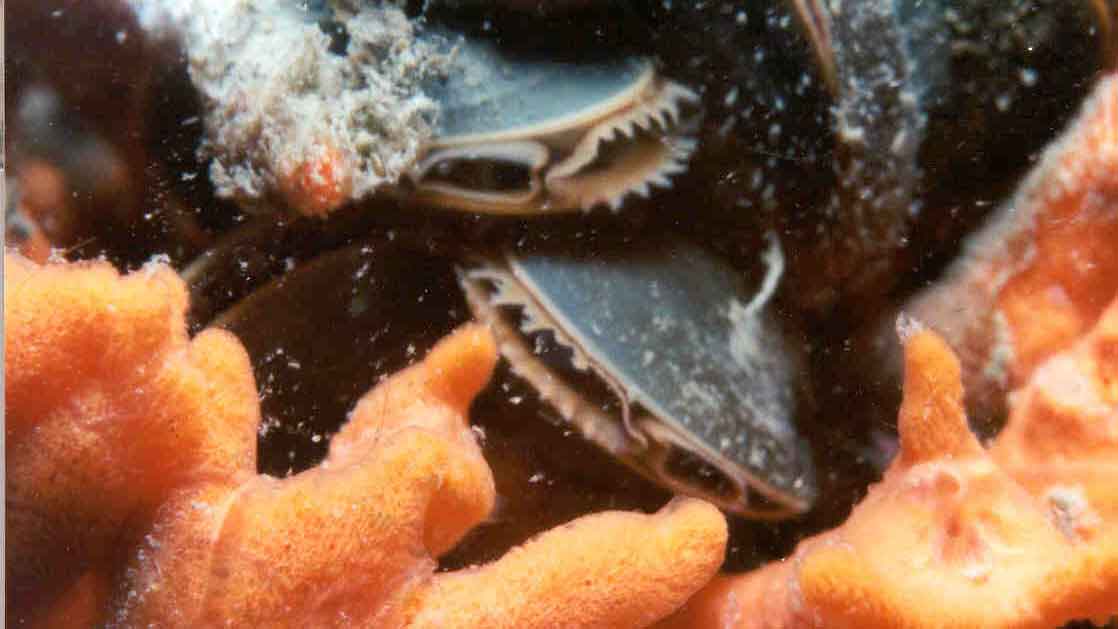 Blue mussels close up next to orange coral