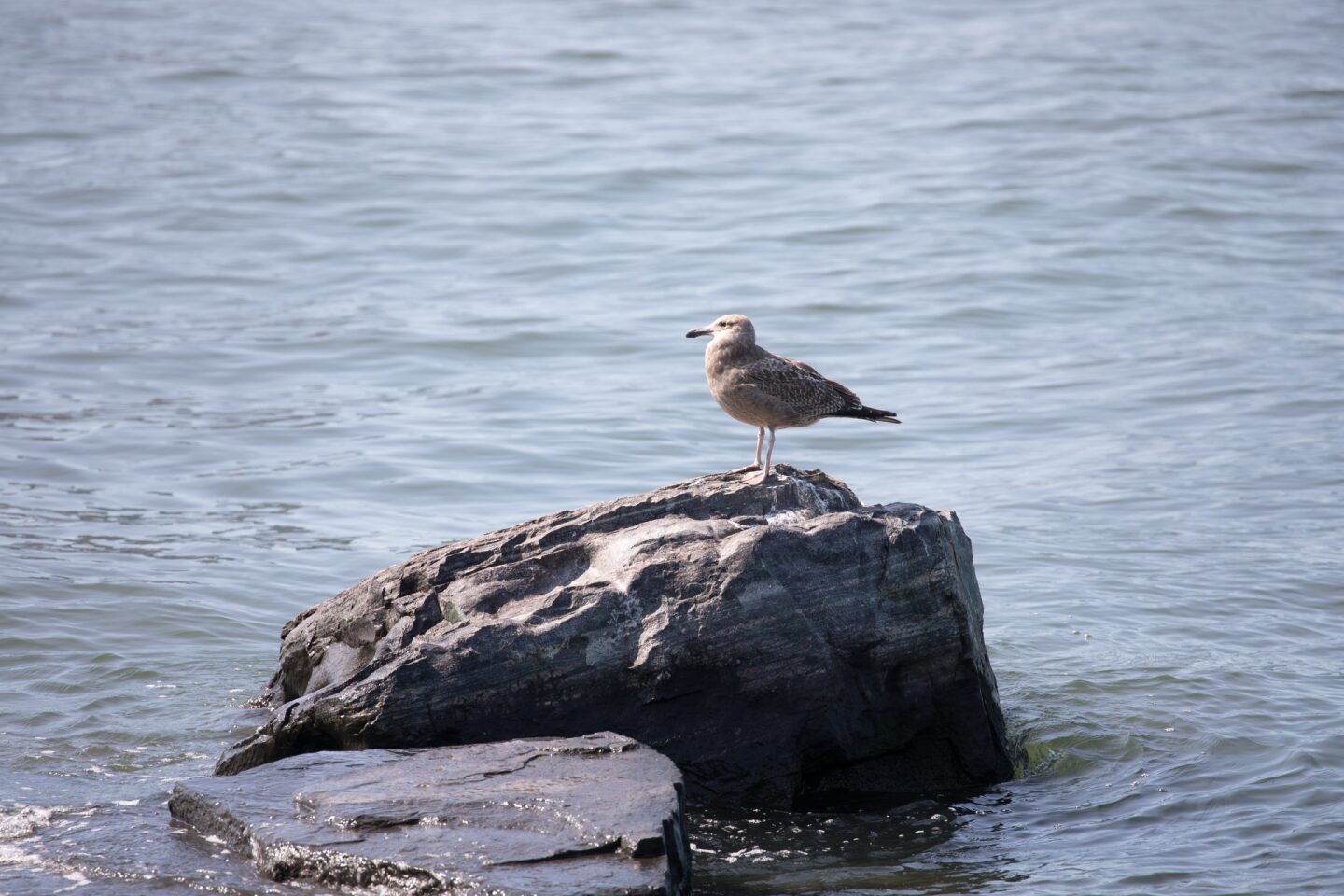 seagull sitting on a rock in the river at Hudson River Park