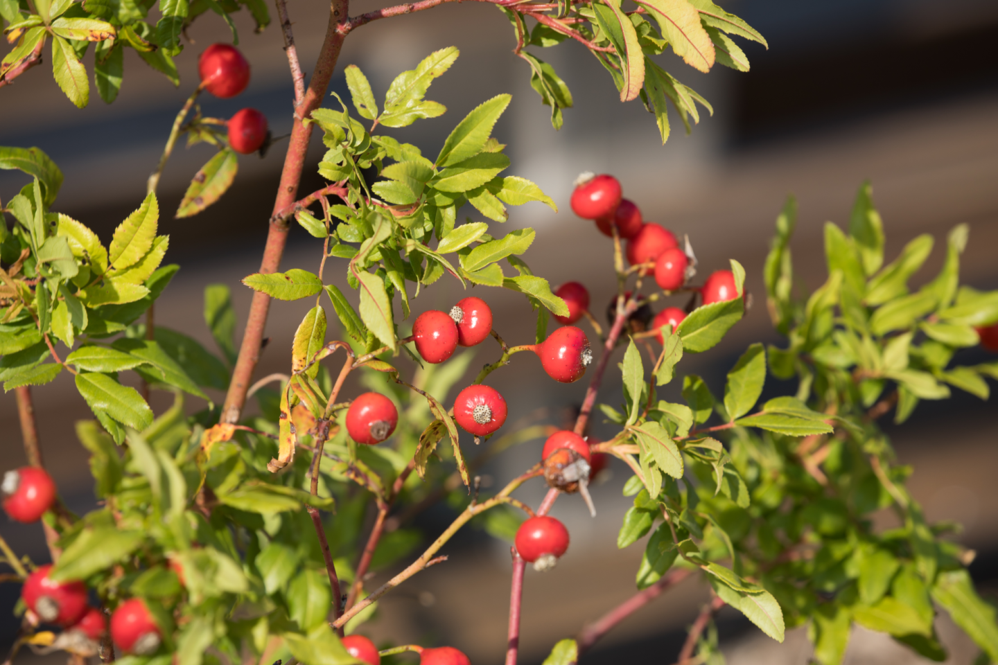 Close up of red berries on a tree at Pier 26