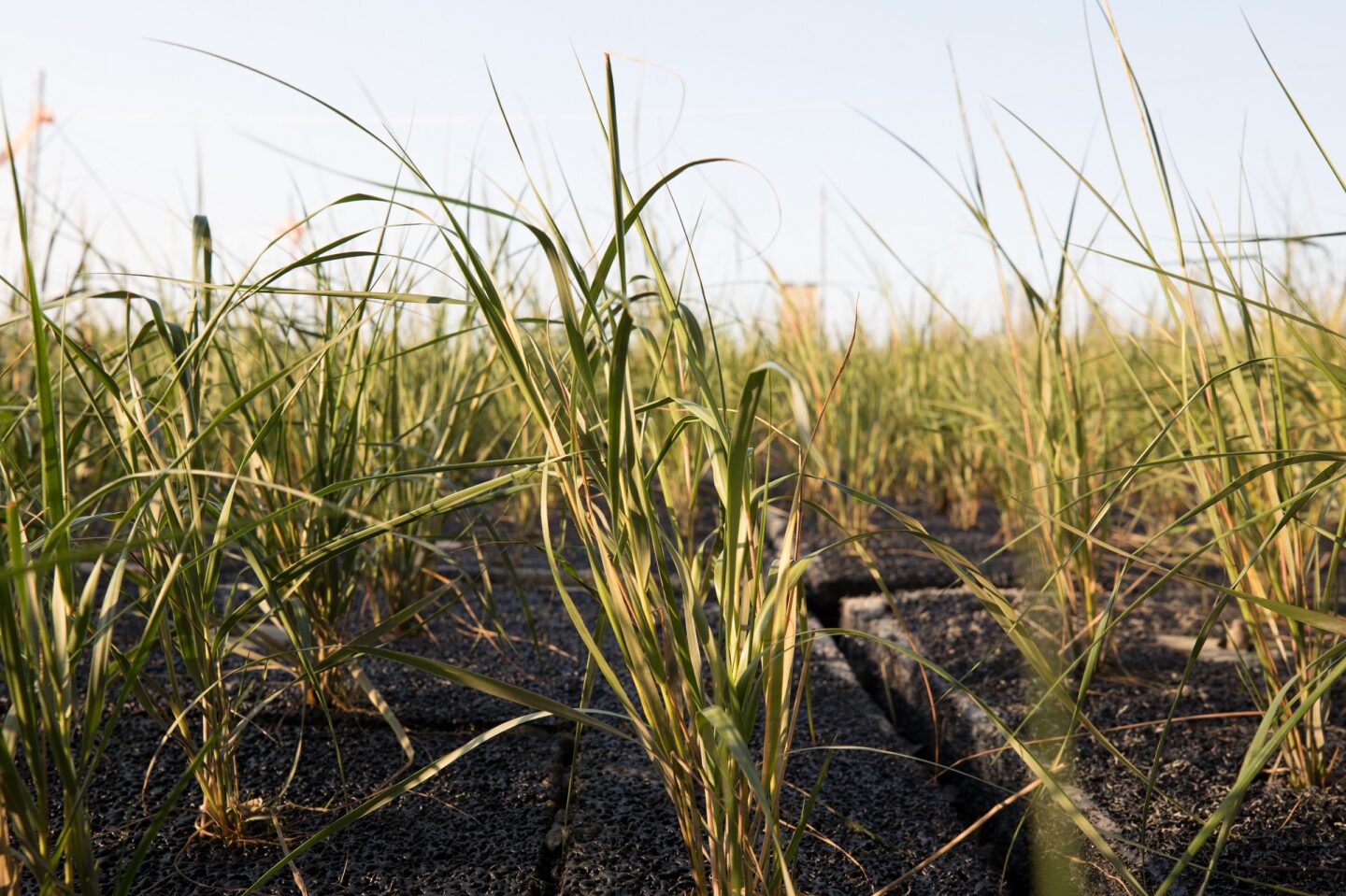 grass at pier 26 tide deck