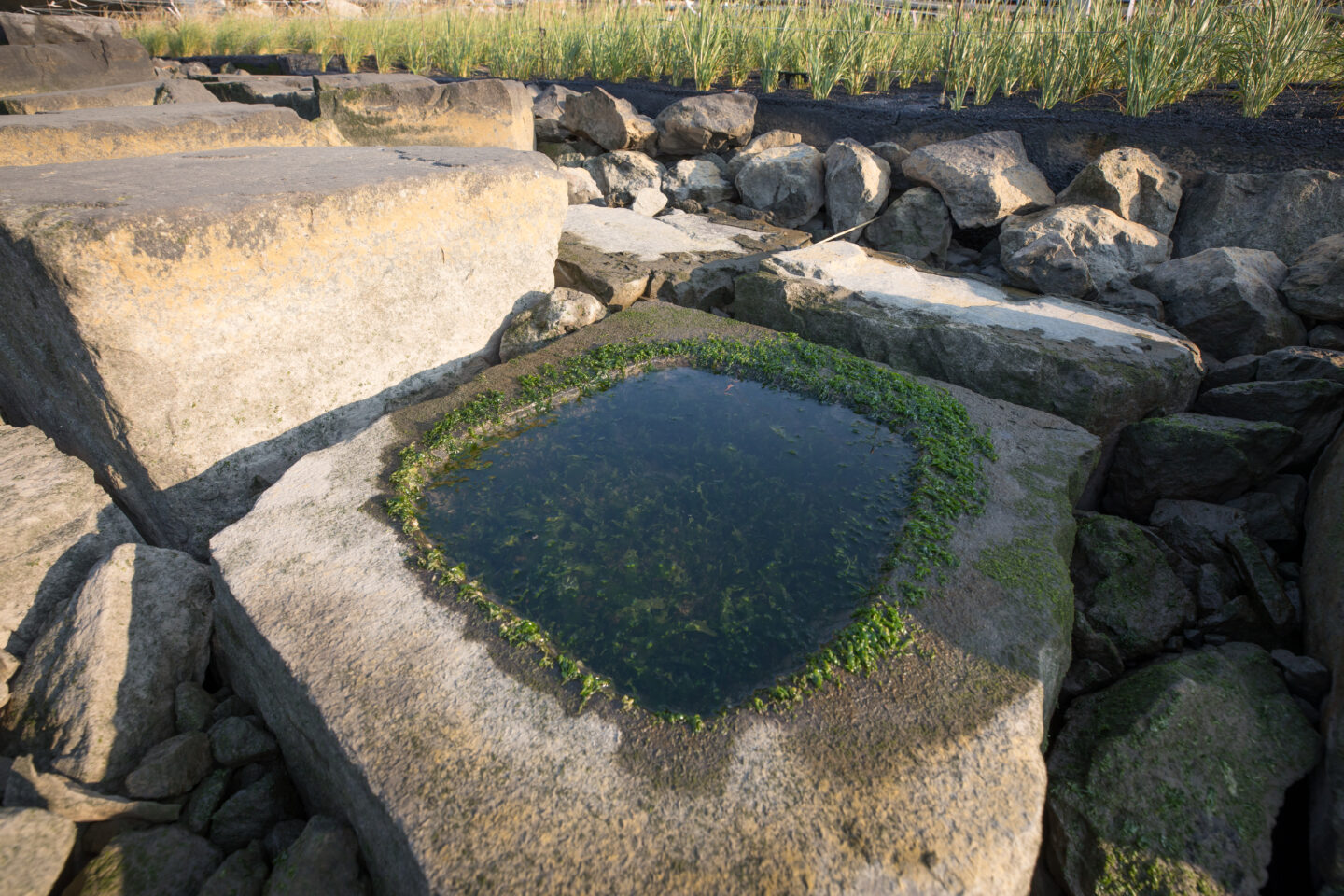 Close Up of tide pool