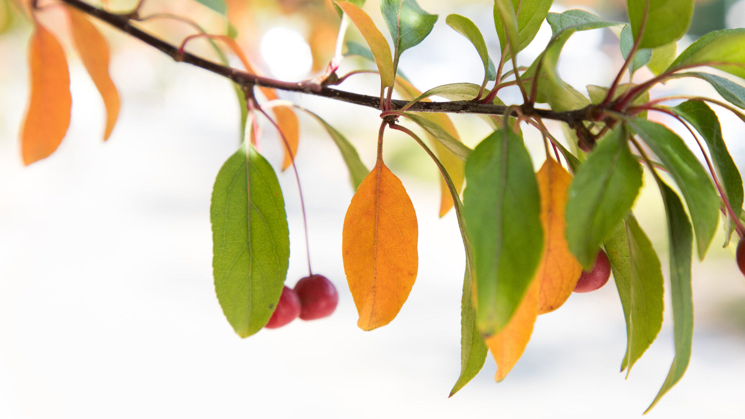 Crabapple Malus Prairifire