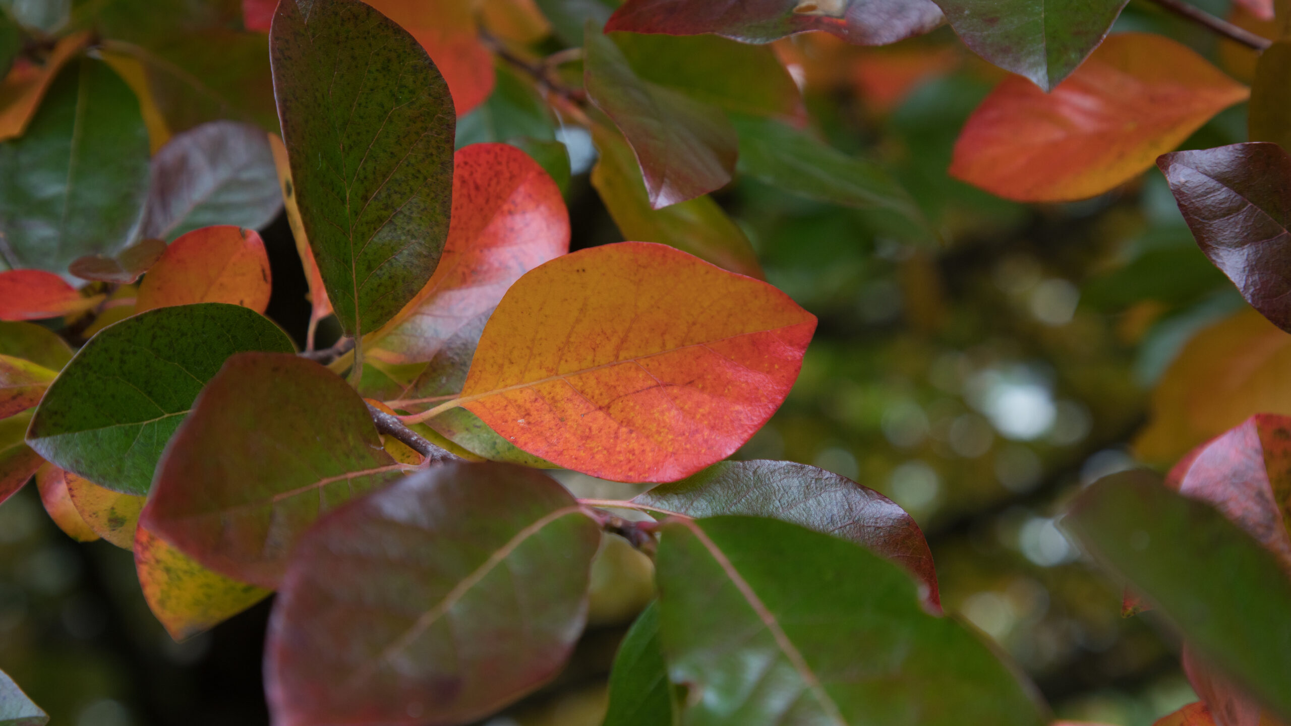 Fall Foliage 2020 Black Tupelo Parkwide
