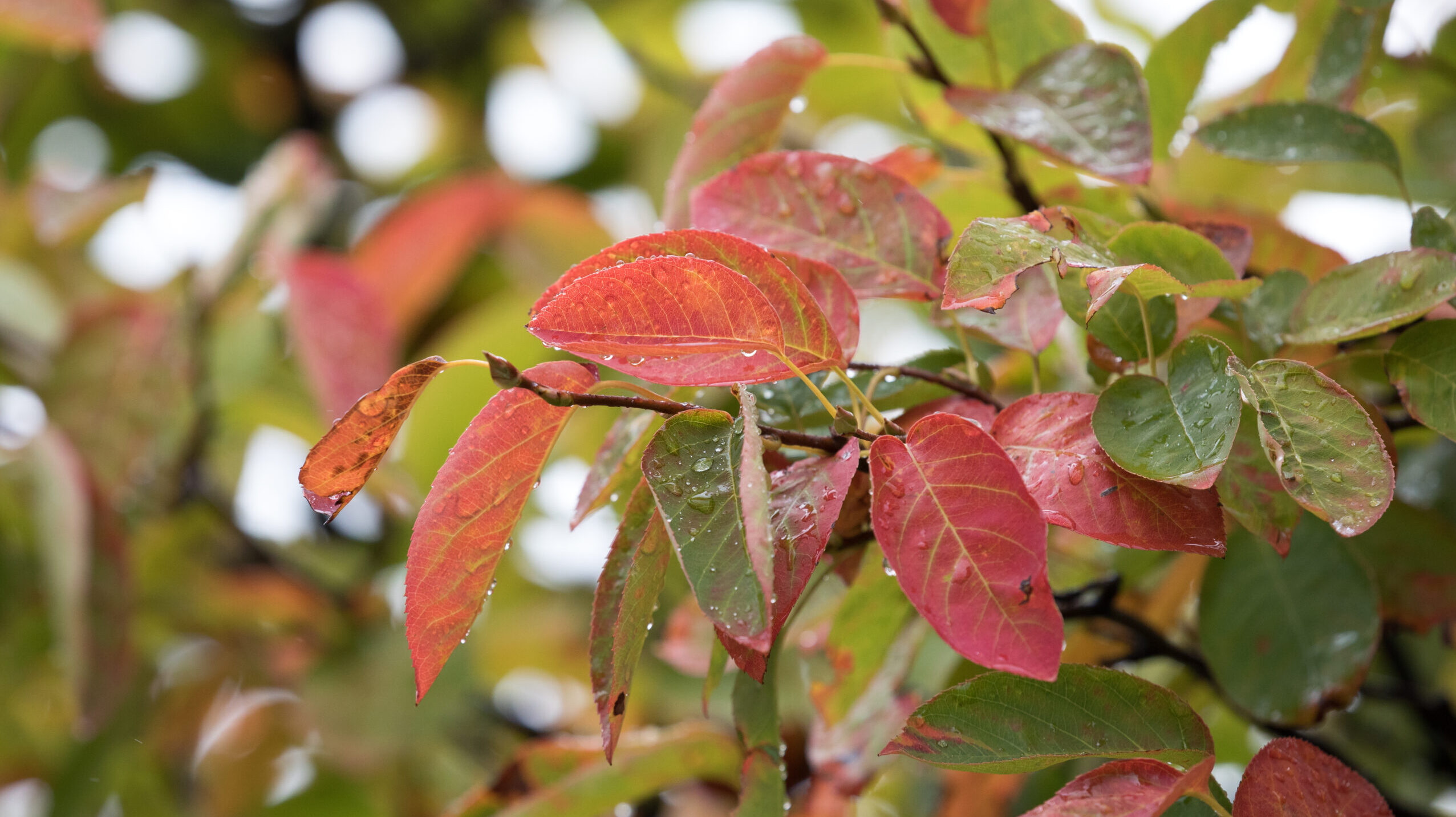 Red and green fall leaves on a serviceberry tree