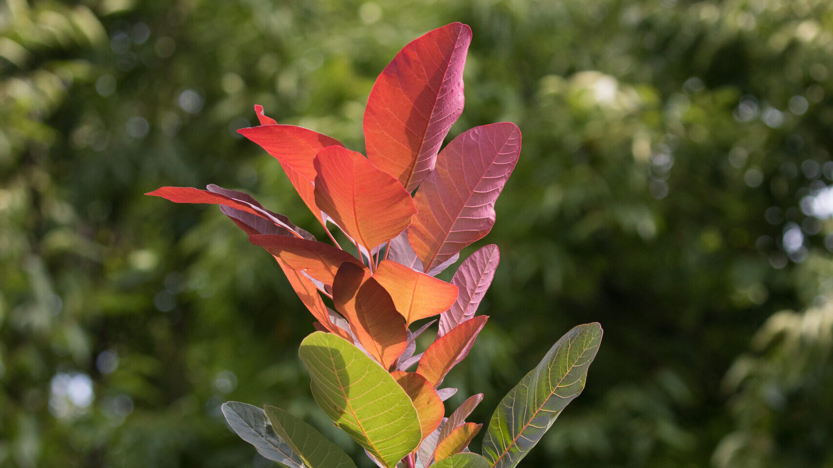 Red Fall Leaves on a Smoke Tree